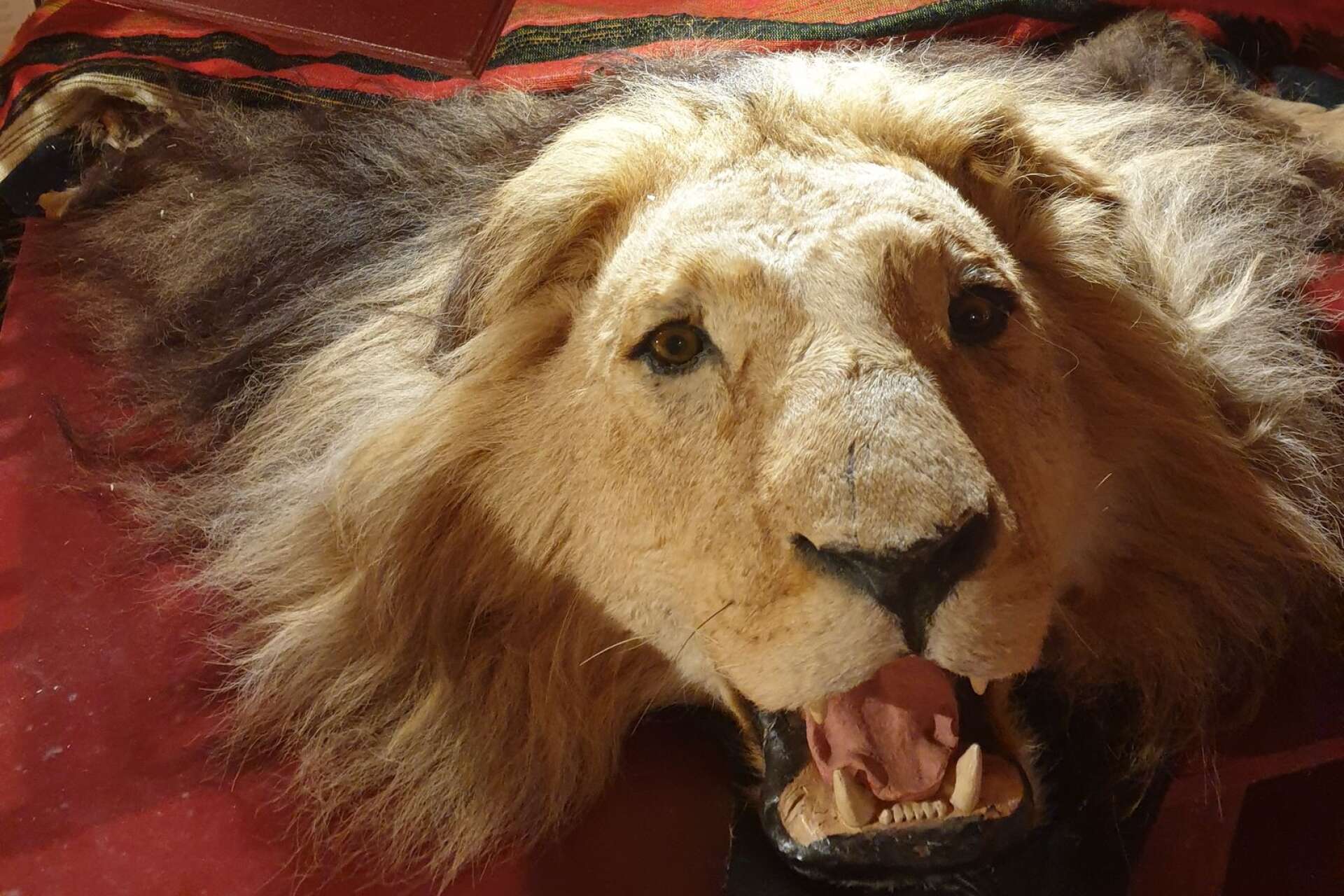 I den Liverödska wunderkammaren finns lejonet, som i levande form ägdes av den etiopiske kejsaren Haile Selassie.