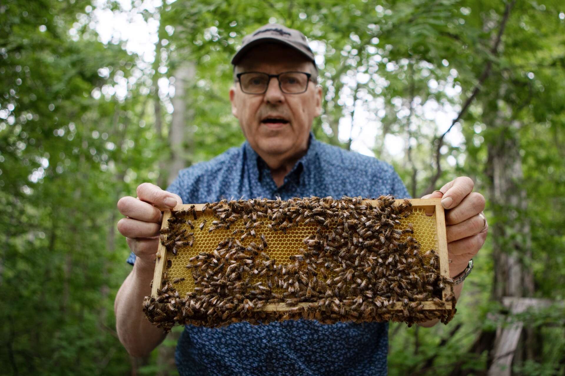Biodlare Sven Karlsson tycker att fler borde skaffa sig bikupor.