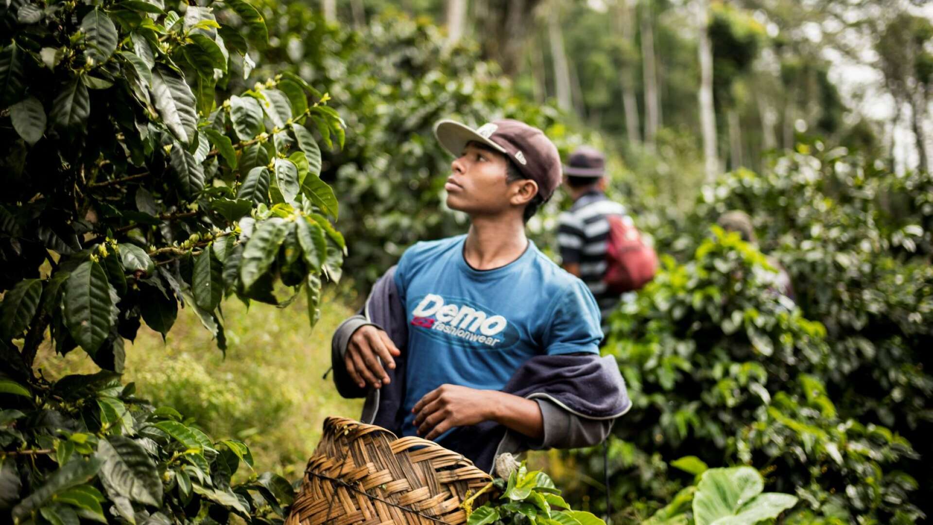 Miguel Hernandez, anställd kaffeplockare, i Matagalpa, Nicaragua. Kaffebönder i Latinamerika har varnat för att de utegångsförbud som införts för att begränsa coronasmitta riskerar säsongens kaffeskörd.