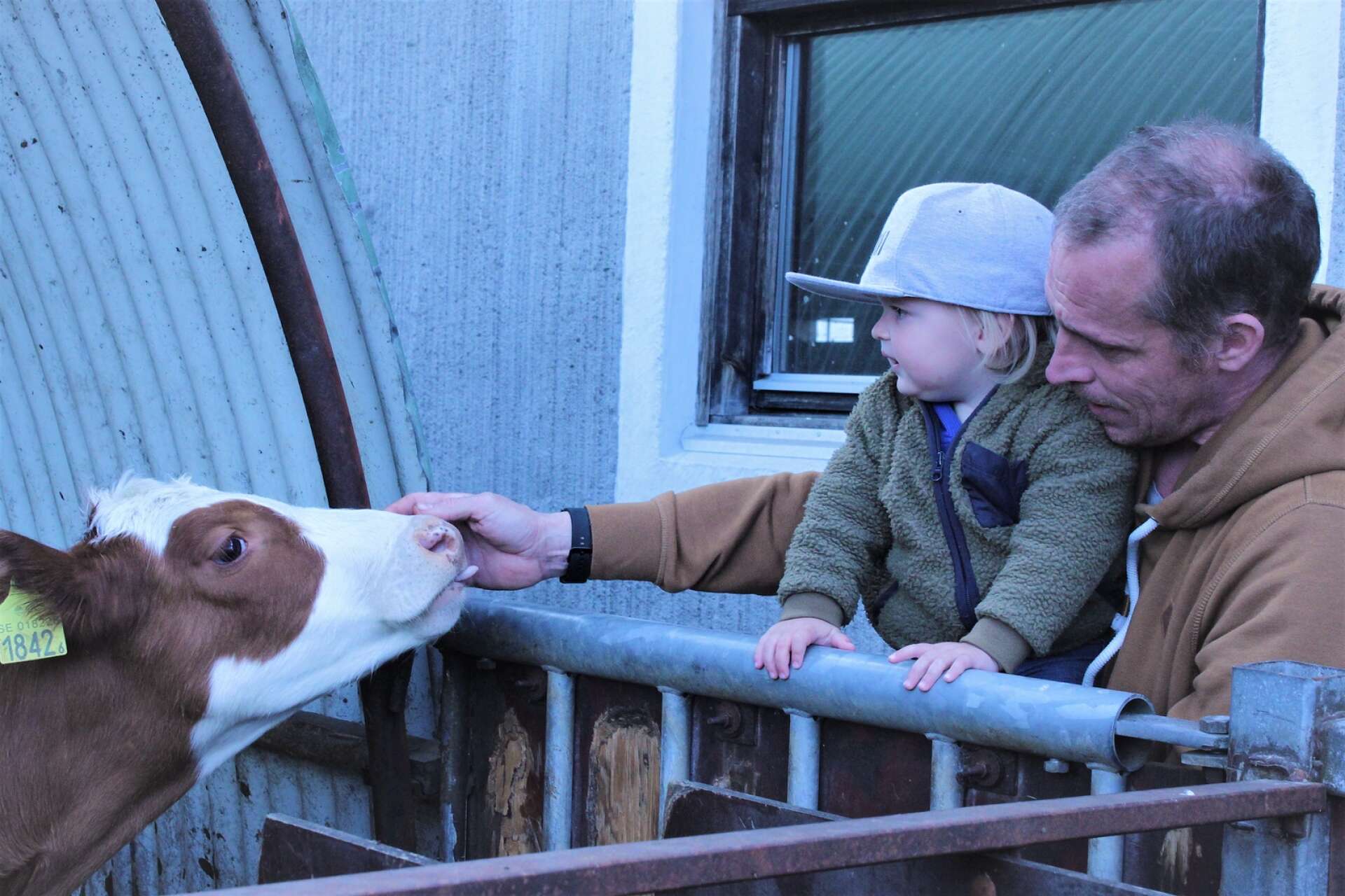 Julian, 2 år och pappa Mikael Kjellberg hälsa på kalvarna. 