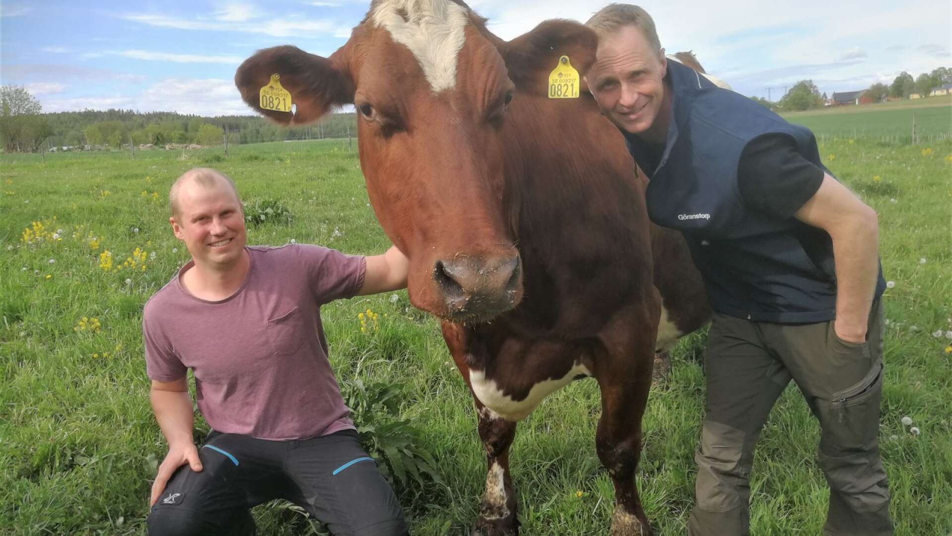 Markus Lindström och Daniel Frändberg umgås lite med mjölkkon Alma, åtta år och väger 900 kilo, som har fått fyra kalvar och mjölkat 50 ton mjölk.