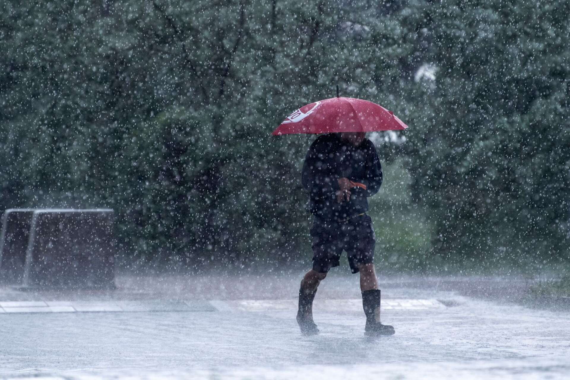SMHI har utfärdat en gul varning för skyfallsliknande regn med inslag av åska över Dalsland under fredagen.