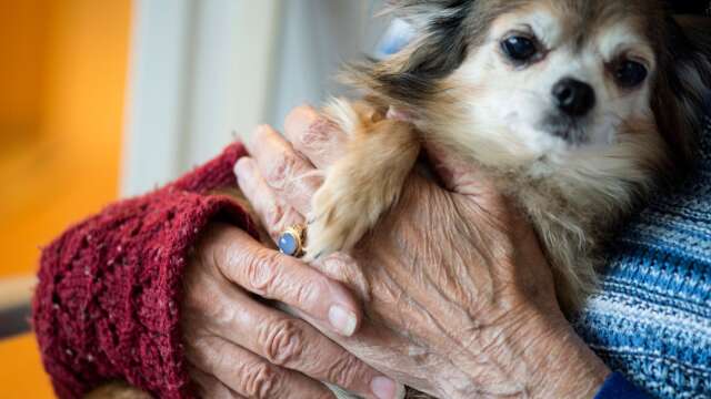 Att ta över ett husdjur på äldre dagar kan resultera i en mycket betydelsefull relation och livsglädje.