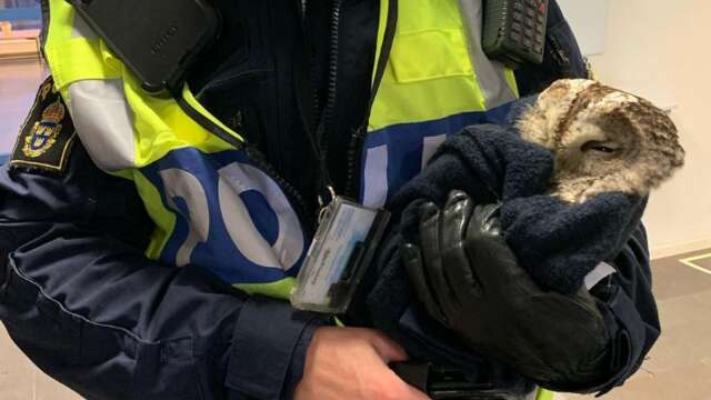 I fredags fick polisen i Arvika ta hand om en uggla.