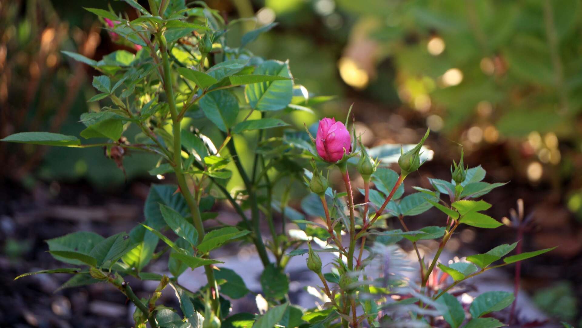 Denna ros trivdes inte alls i kruka inomhus, men ute i koloniträdgården frodas den och får nya knoppar även i september.