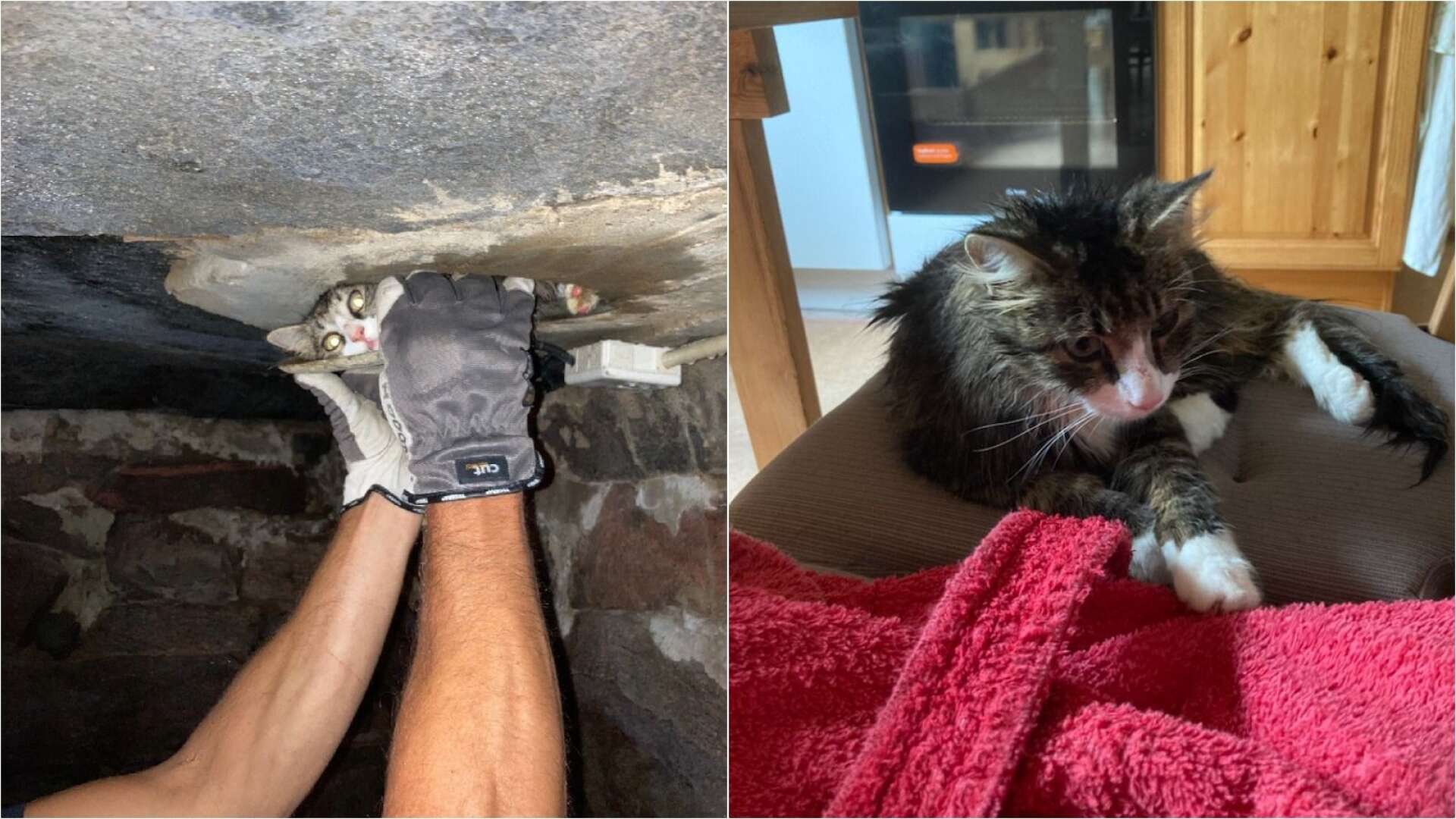 Katten Kronblom räddades ur ventilationen.