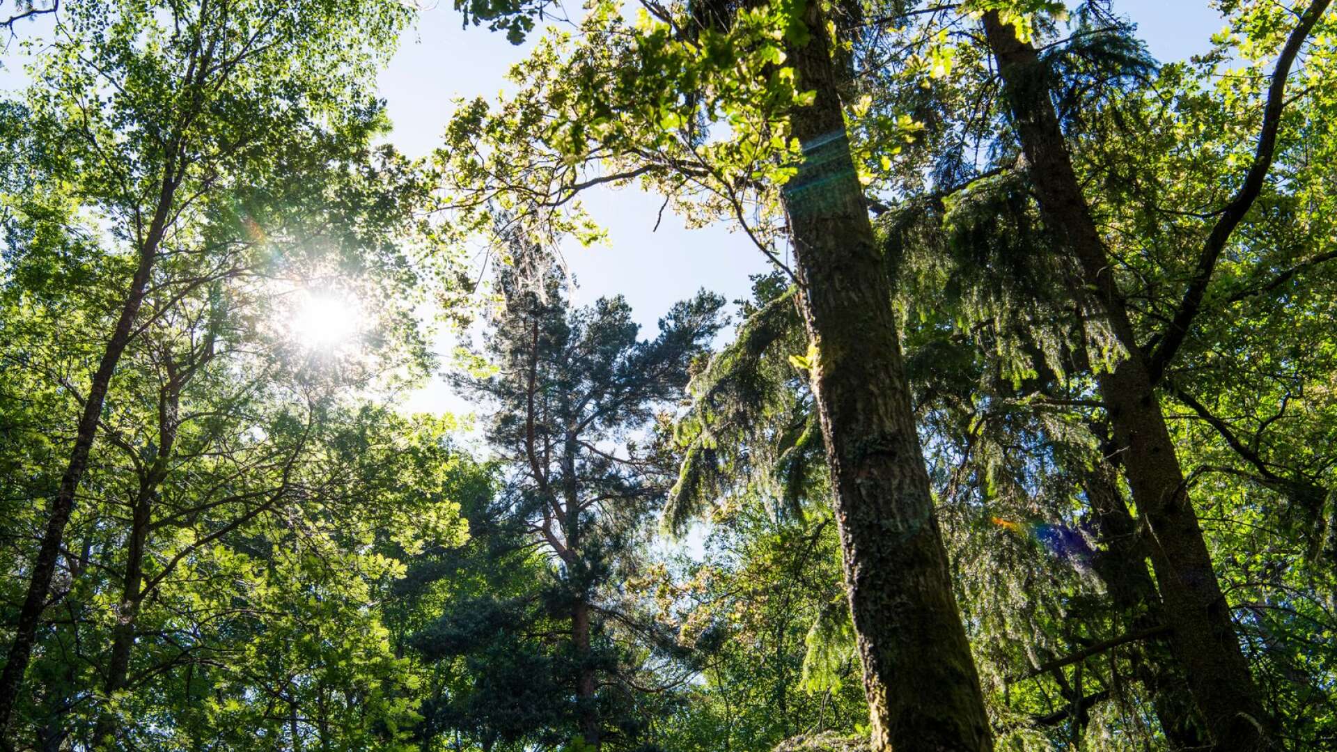 Enligt läckta dokument befaras EU-kommissionen vilja tvinga medlemsländer att avsätta så mycket som 30 procent av sina skogsarealer för skydd, skriver Sara Skyttedal.