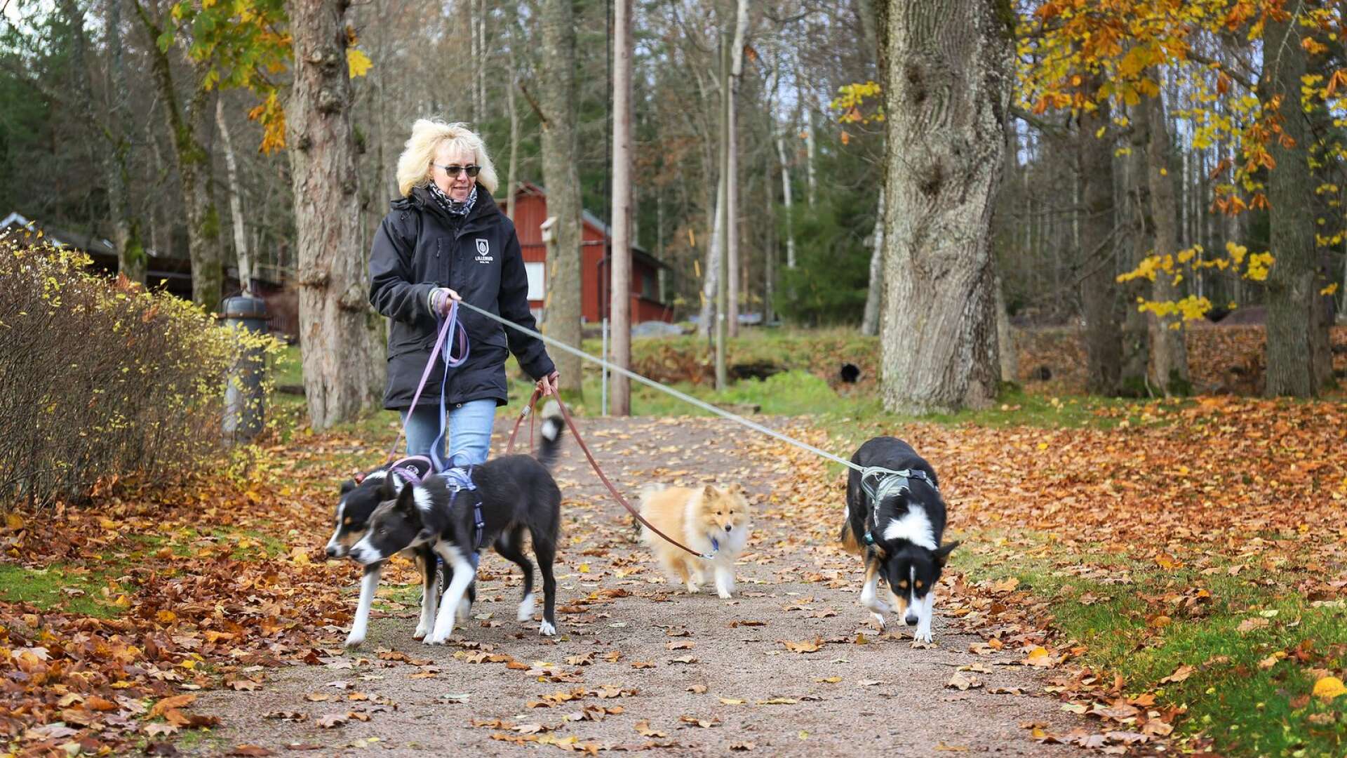 Anita Axelsson har en stor erfarenhet av hundar. Med 40 år som hundägare och dessutom flera mästerskap och bokutgåvor i ryggen lär hon nu även ut om ämnet hund på Lillerudsgymnasiet.