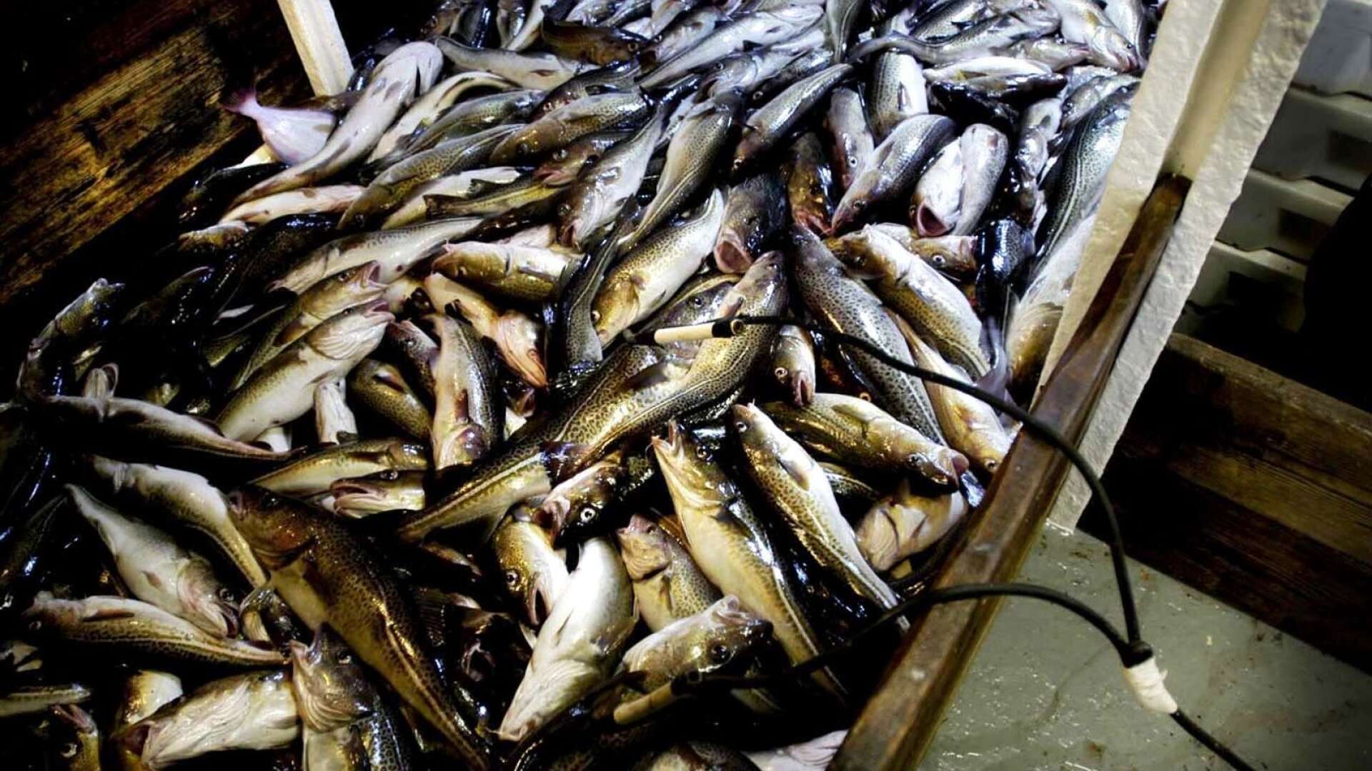 Var tionde djur- och växtart i Sverige är idag hotad och torskbeståndet i Östersjön har redan kollapsat, skriver debattörerna. 