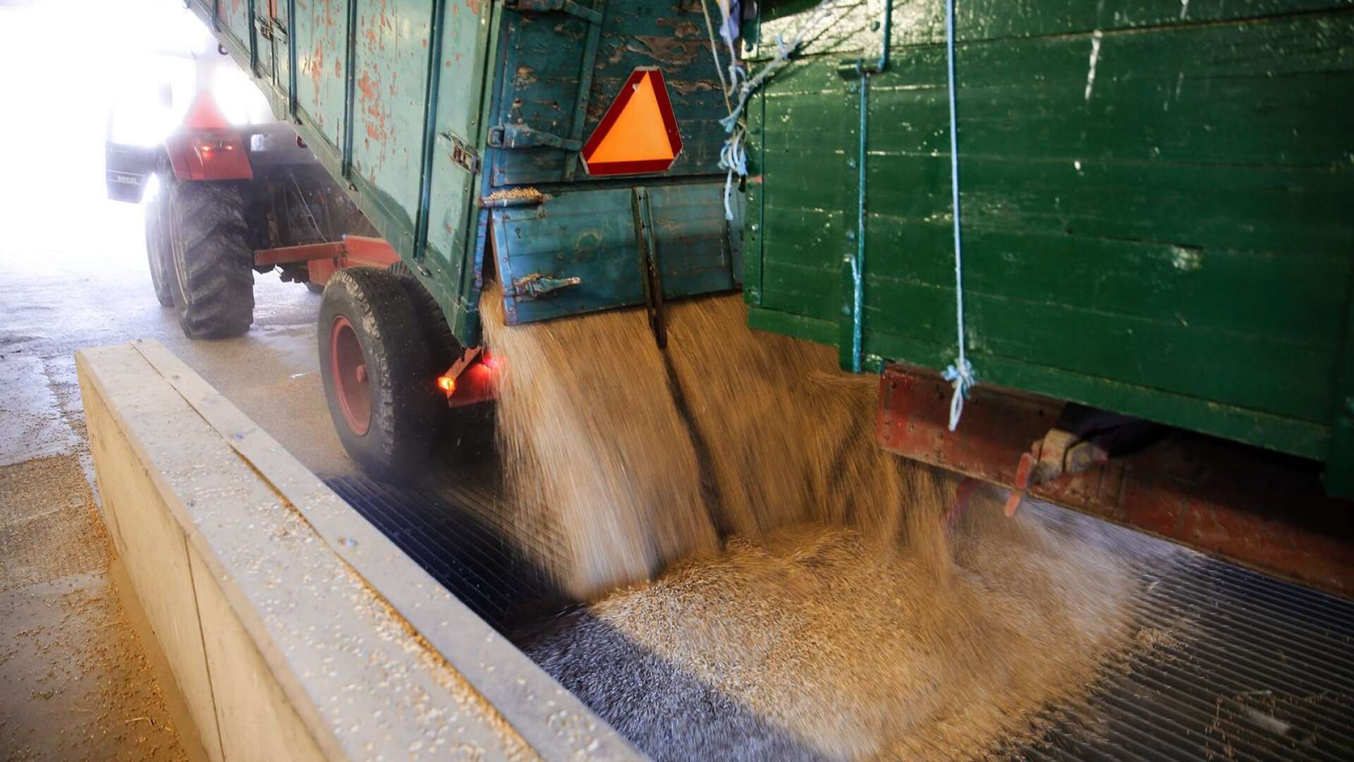 Totalt 145 000 ton spannmål har levererats till Lantmännen i Lidköping. Årets skörd sticker inte ut i mängd, däremot i kvalité. 