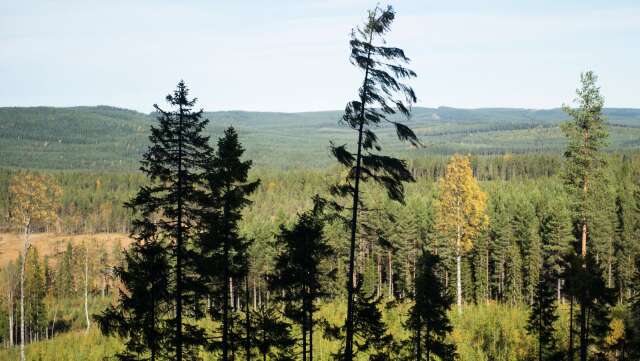 EU:s nya skogsstrategi måste främja ett miljövänligt och långsiktigt skogsbruk.