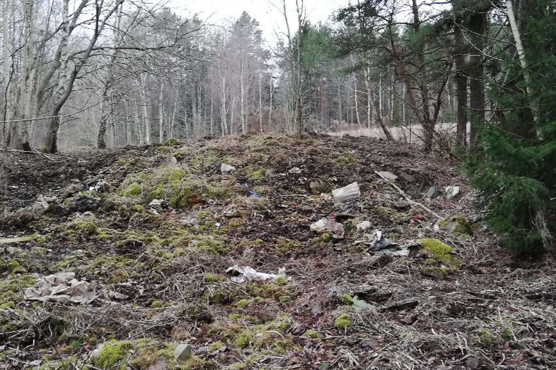 En stor del av gamla soptippen i Väring saknar täckmassor där vildsvin bökat omkring.
