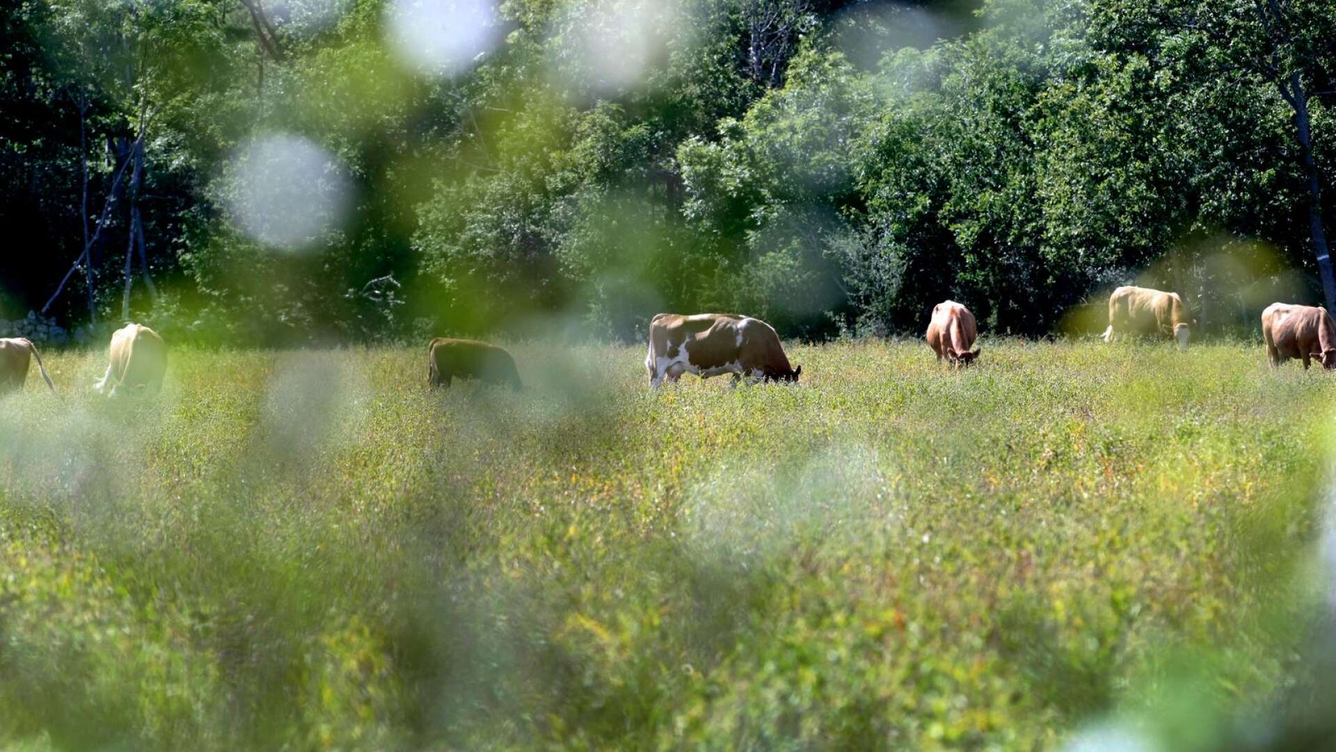 [EU-kommissionen kräver att vi] omvandlar runt en halv miljon hektar, motsvarande ett och ett halvt Gotland skog till naturbete som ska betas av främst nöt, skriver Byrån.