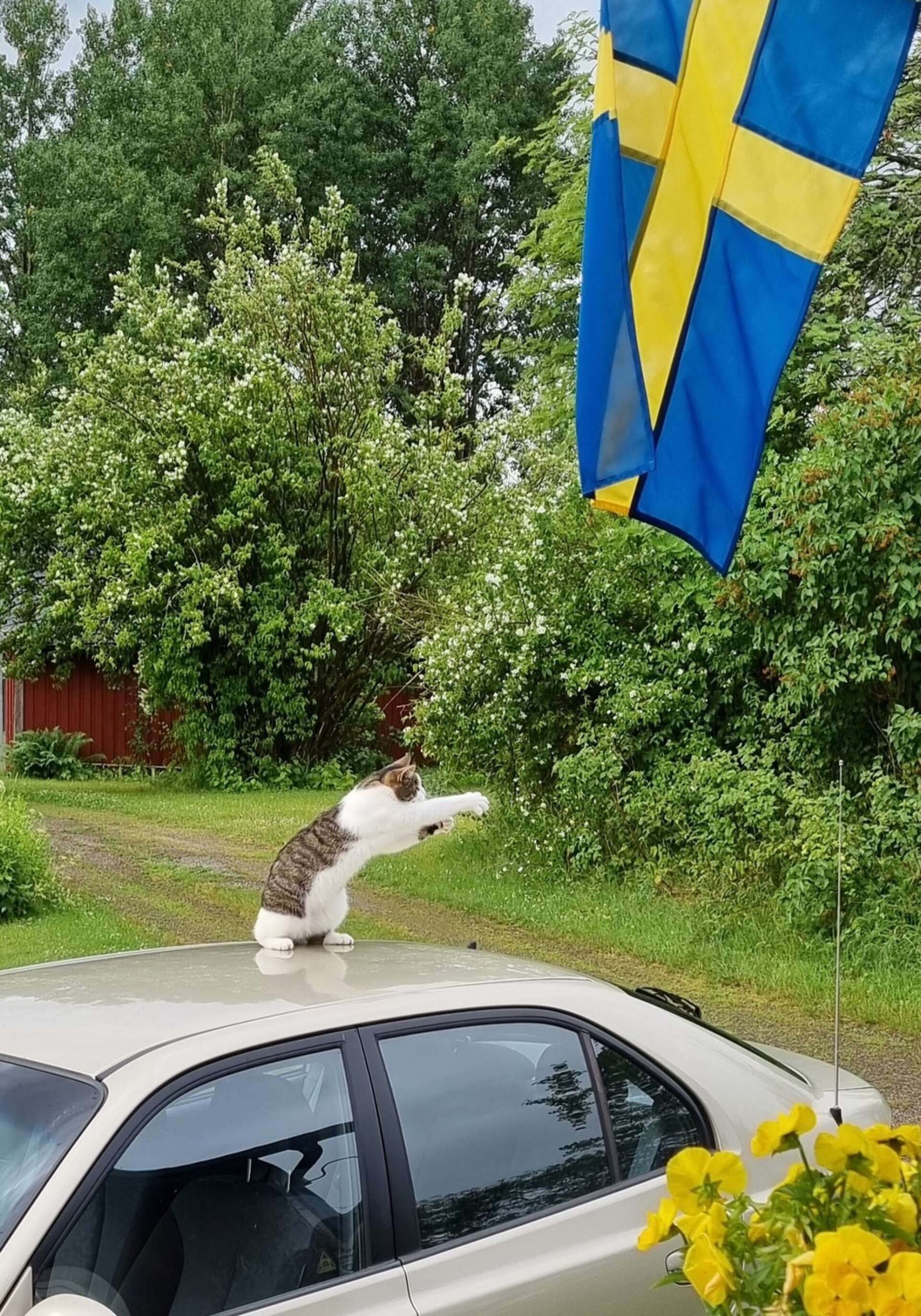 ”Karatekatten” Sture jagar flugor i Gillberga. Bilden är tagen av Marja Kallin Fransson.