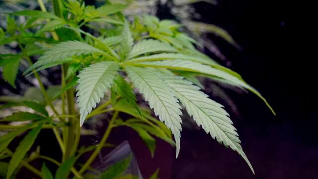 Två män sitter anhållna misstänkta för grovt narkotikabrott efter att polisen hittade en cannabisodling i ett hus i Mellerud. 