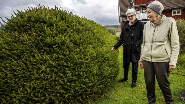 Anita Stjernlöf-Lund och Iris Adolfsson vid Iris tätklippta häck. Den är dock inte hundra år, utan planterad på 1980-talet som ersättning för den granhäck som Iris föräldrar planterade på 1930-talet, men som togs bort på 50-talet.