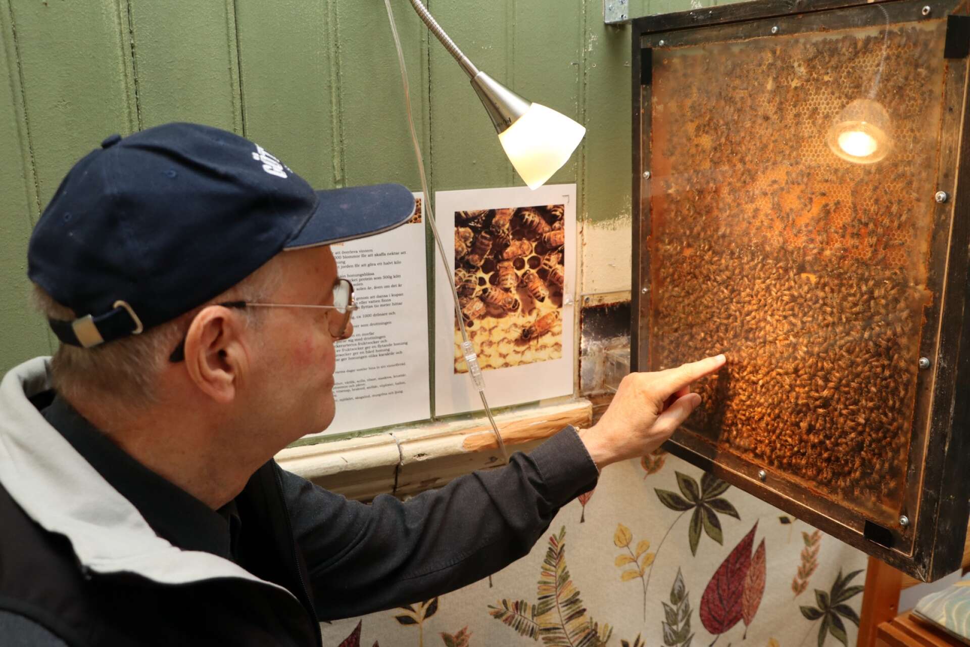 På övervåningen kan man titta rakt in i en bikupa från Ringabergets biodling. Erik Lundquist berättar att de bara finns där under säsongen innan de transporteras hem till Ringaberget igen. 