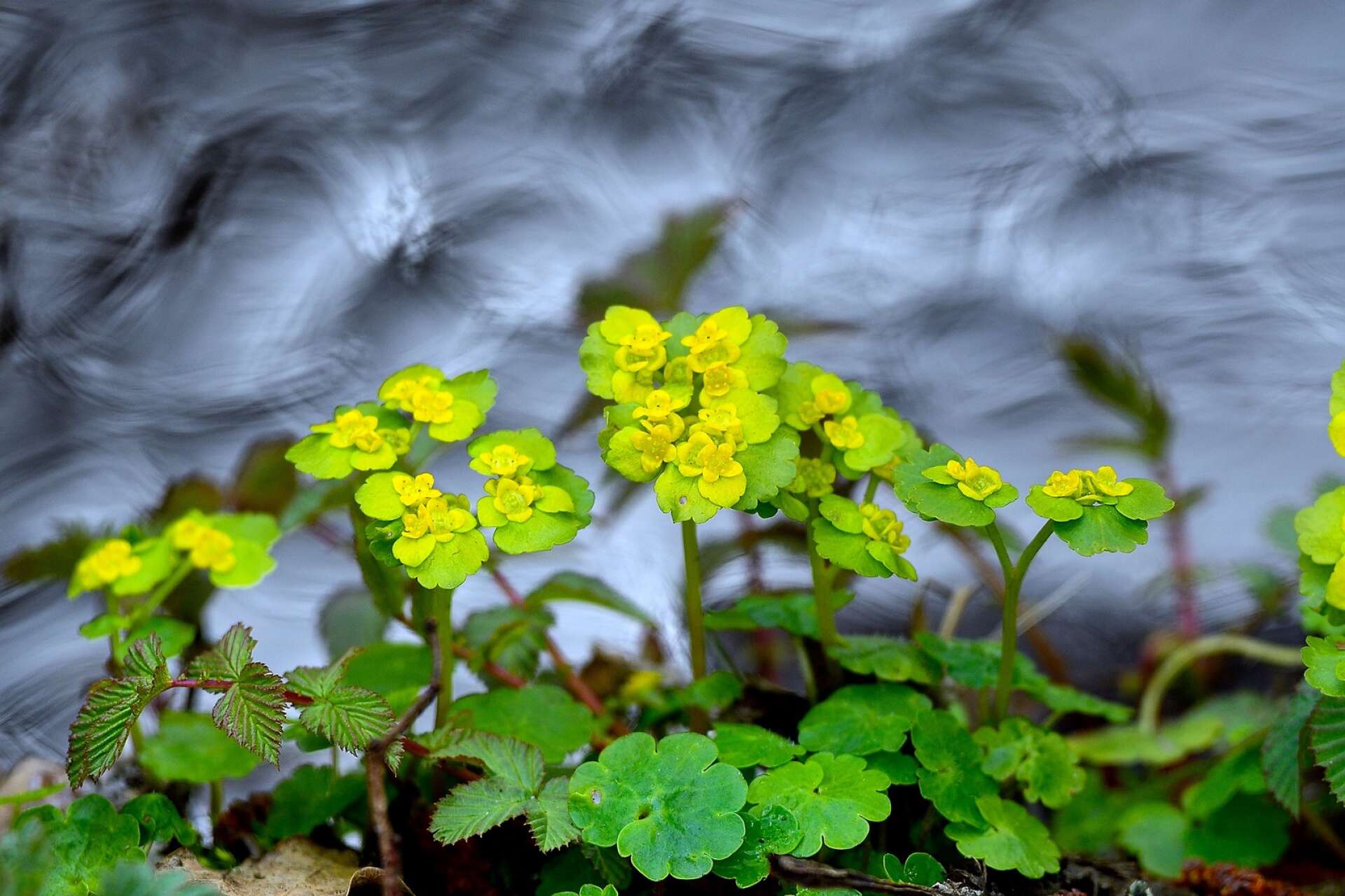 ”Där gullpudran växer, finns det vatten”, skrev August Strindberg en gång. Gullpudran förekommer i nästan hela Europa, och blommorna är små och solgula. Foto: Torbjörn Skogedal