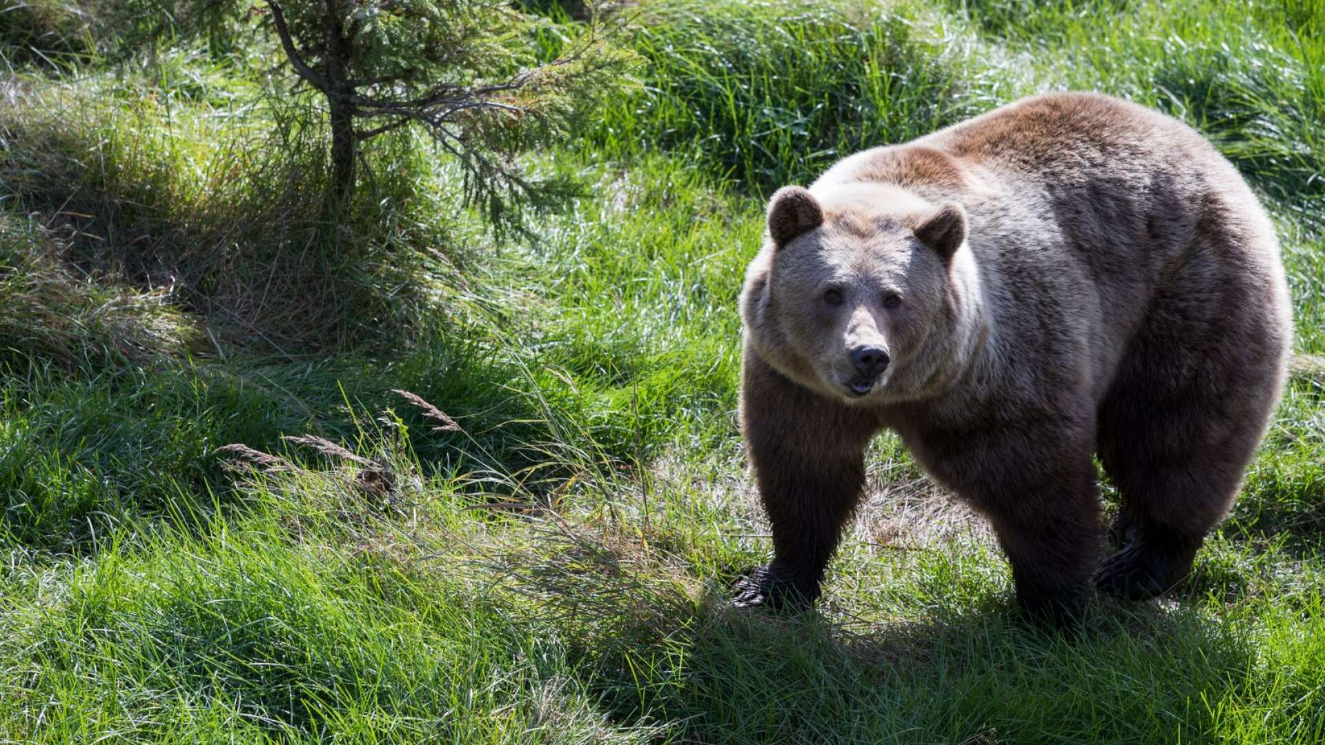 Tre björnar får skjutas under licensjakten i Värmland. Detta enligt beslut från länsstyrelsen.