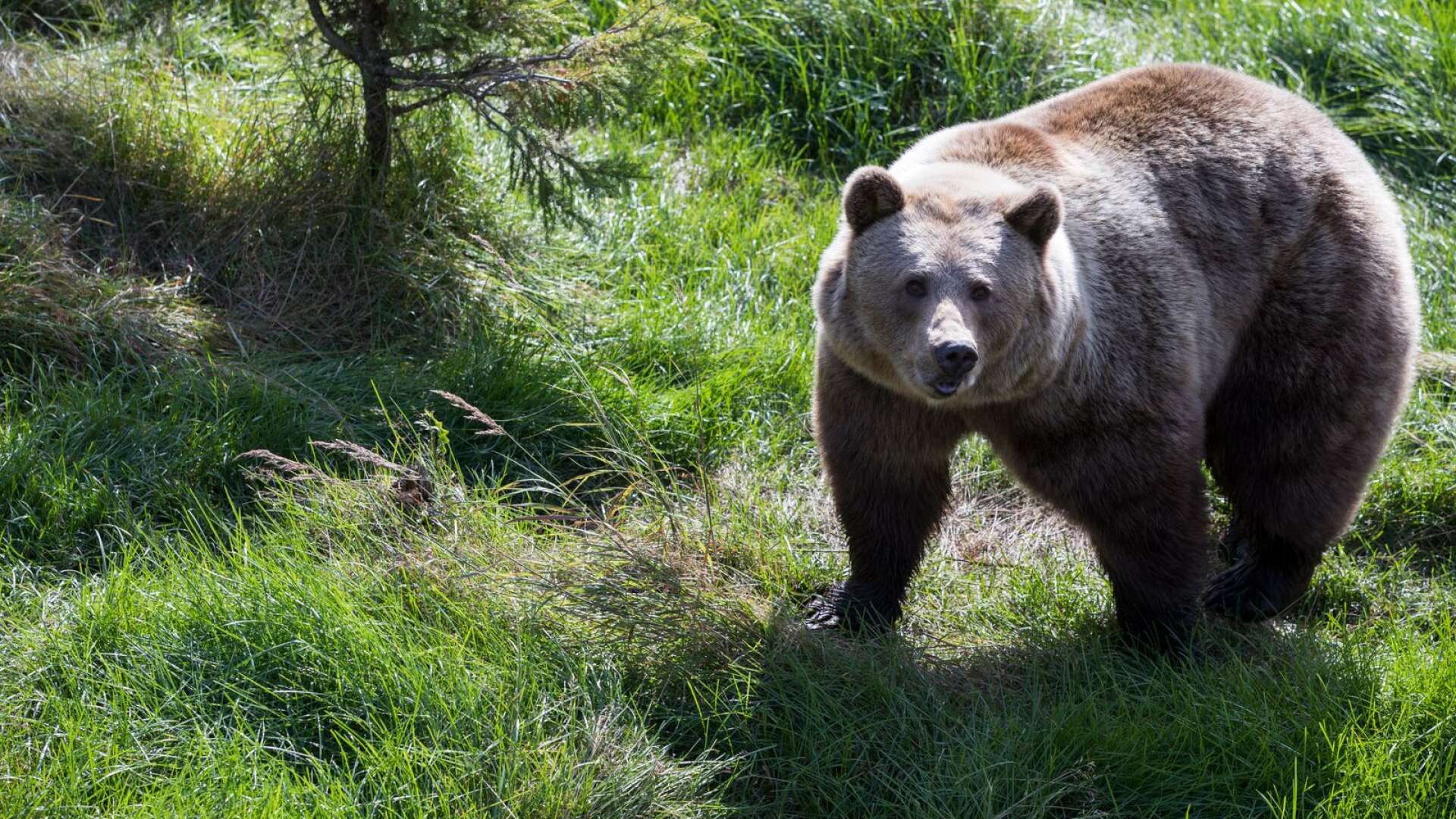 Tilldelningen var tre björnar, men eftersom en hona fälldes tidigt på måndagsmorgonen är licensjakten nu avlyst i Värmland för i år. (Björnen på bilden är fotograferad i annat sammanhang.)