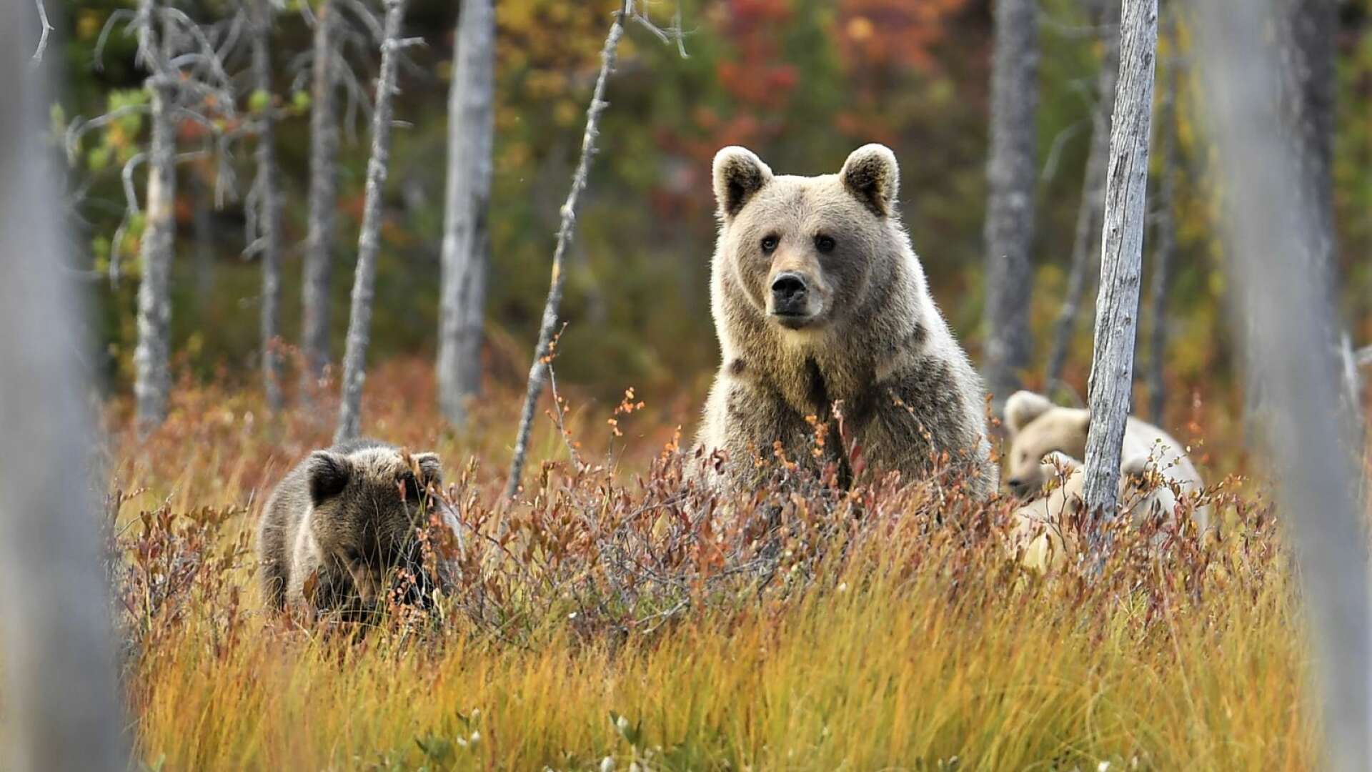 Totalt tre björnar, varav max en hona, får fällas i årets licensjakt på björn i Värmland. Länsstyrelsen rekommenderar dock att jägarna undviker att skjuta årsungar och björnhona som åtföljs av ungar, som på denna bild, är fredade. 