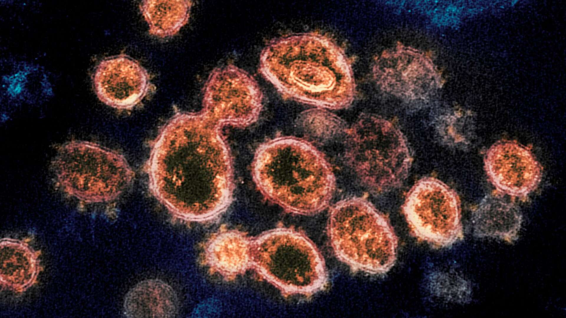 Coronaviruset har härjat över världen under två års tid.
