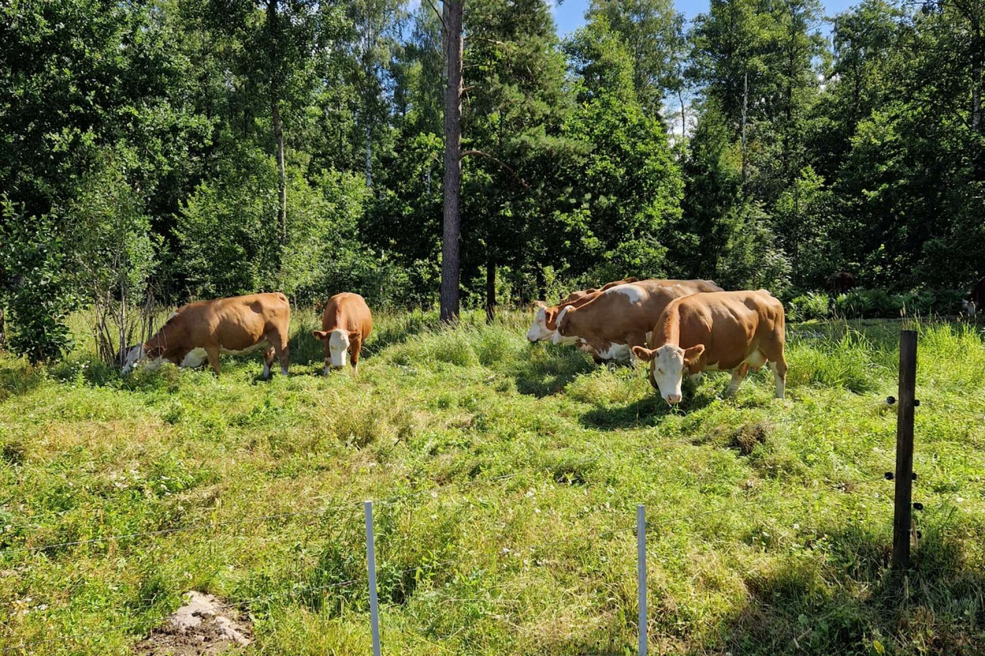 Kor på sommarbete i Huggenäs. Bilden är tagen av Björg Engdahl.