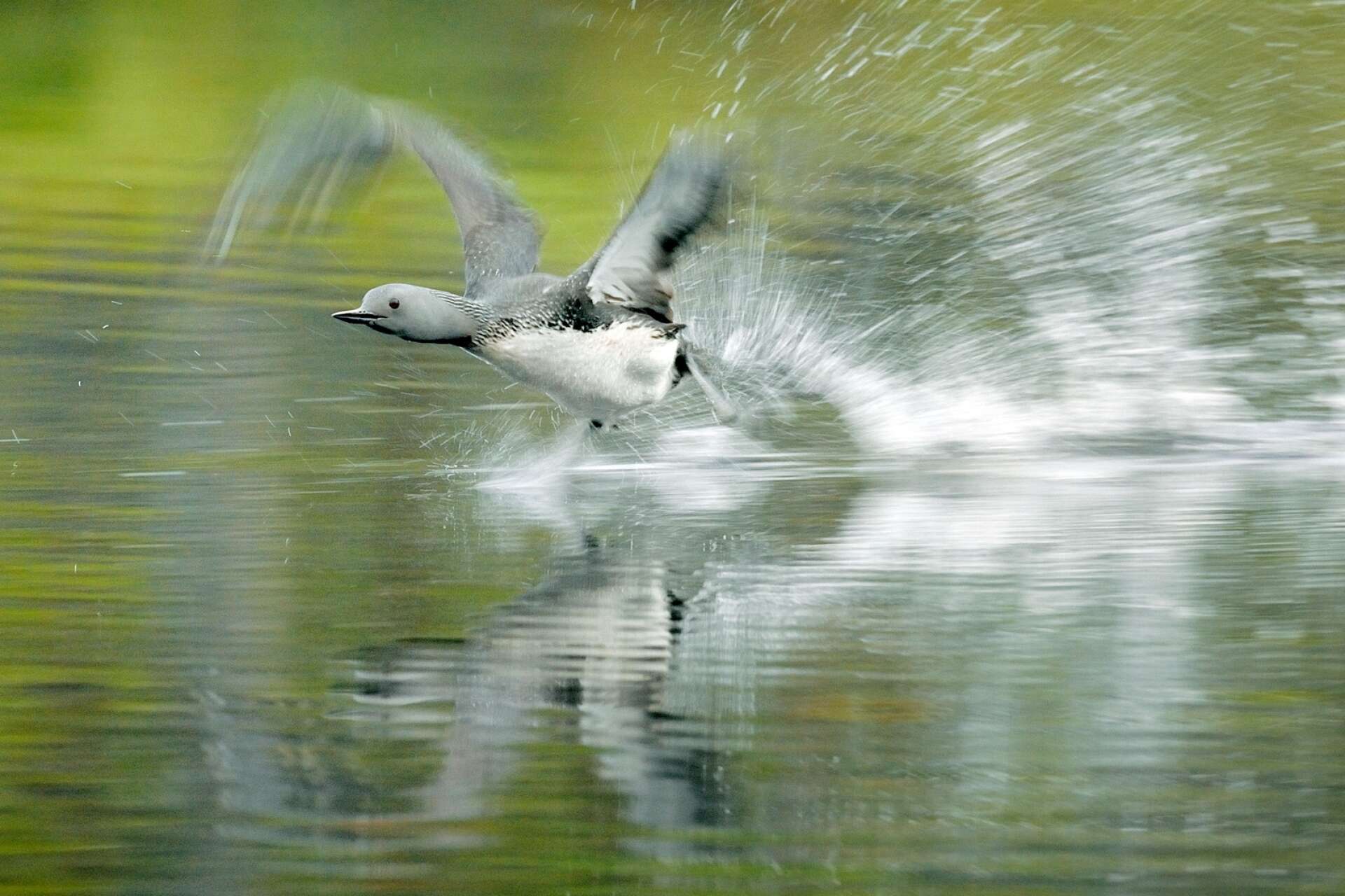 Den praktfulla smålommen är Värmlands landskapsfågel. Den är alla tider på året bunden till vatten och befinner sig bara på land för att häcka. Foto: Torbjörn Skogedal