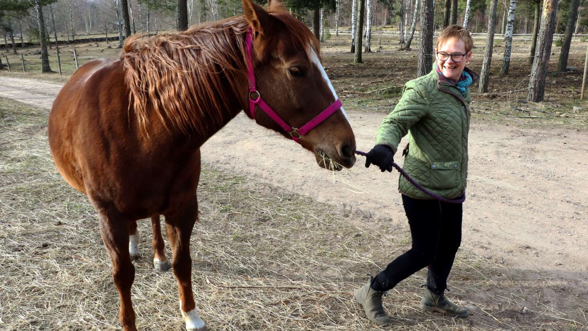 Kommundirektör Eva Ulfenborg hämtar hästen Boogie från hagen under den dagliga tillsynen på gården söder om Hjo.