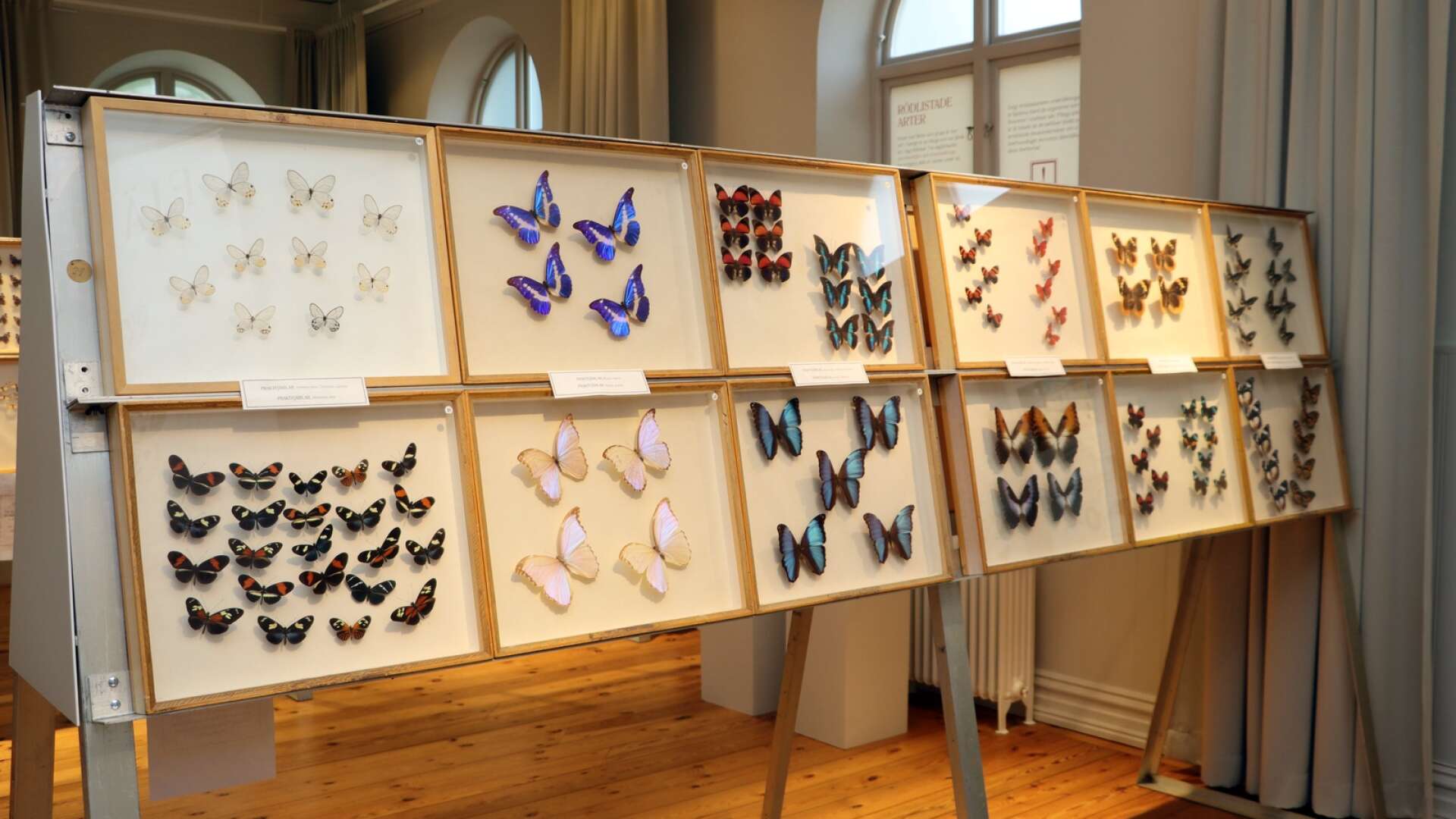 Delar av den tidigare fjärilsutställningen i Hjo stadspark visas på nytt i Kulturkvarteret Pedagogien. 