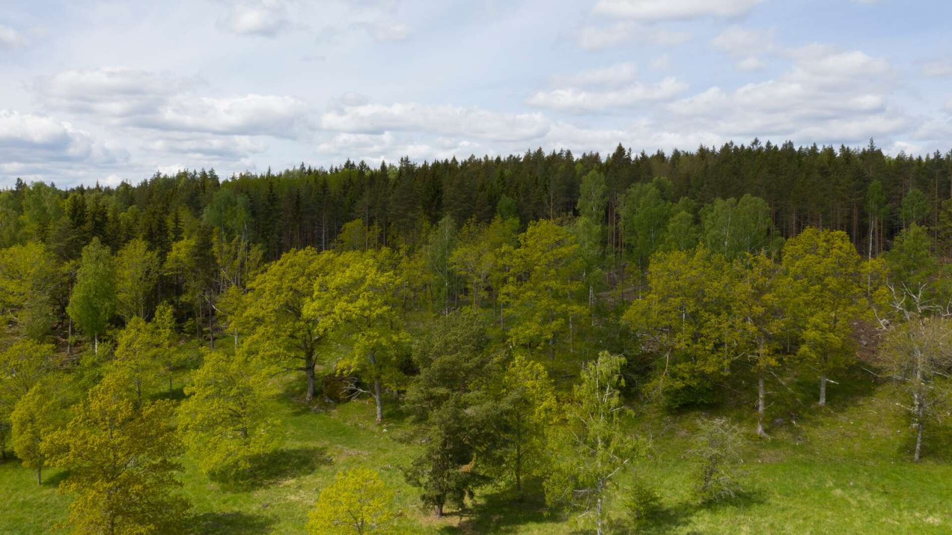 Det viktigaste är att vi undantar tillräckligt mycket, inklusive de skogar som ännu har kvar höga naturvärden, för att rädda den del av Jordens biologiska mångfald som hör hemma i vårt land, skriver Torbjörn Nilsson.