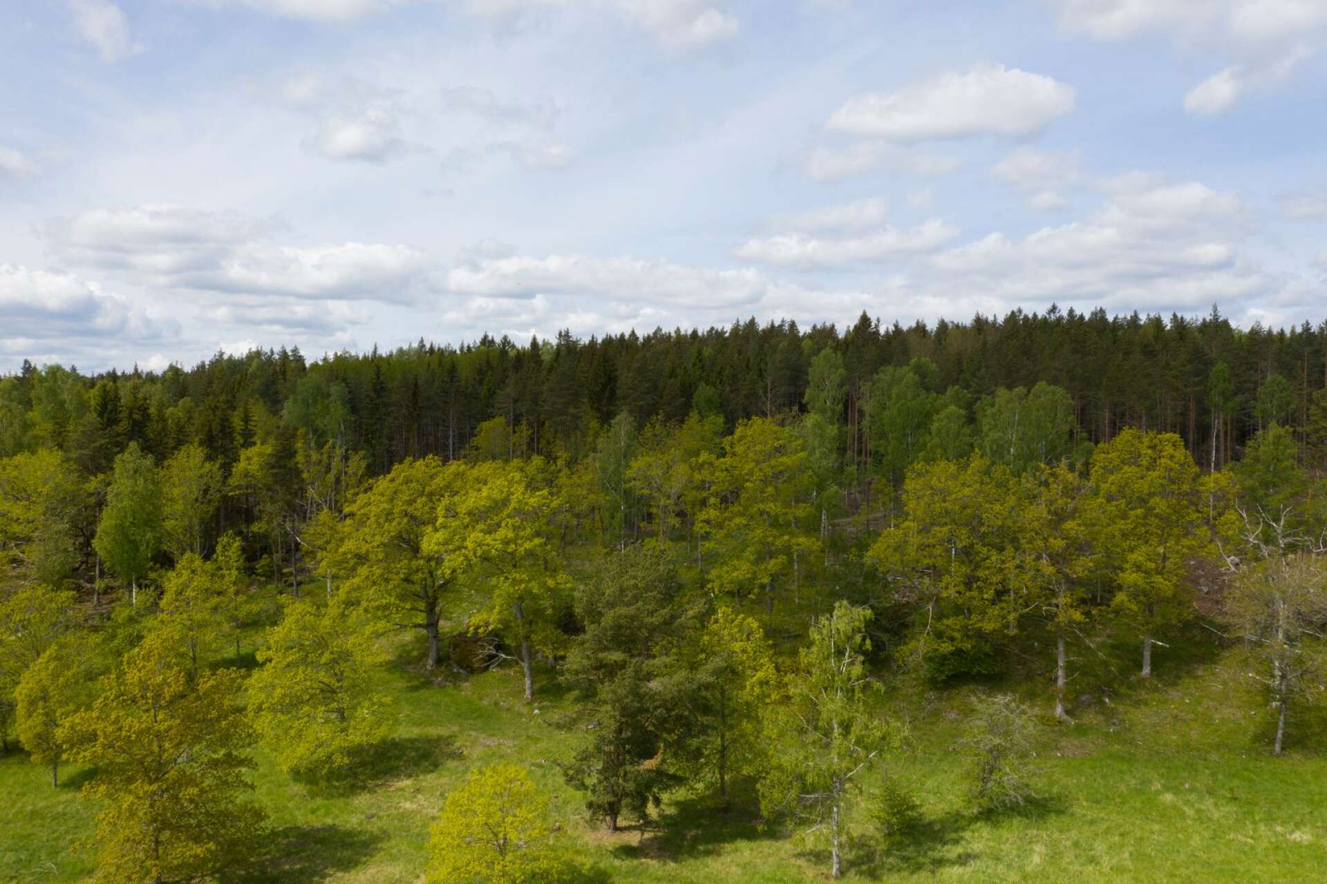 Det viktigaste är att vi undantar tillräckligt mycket, inklusive de skogar som ännu har kvar höga naturvärden, för att rädda den del av Jordens biologiska mångfald som hör hemma i vårt land, skriver Torbjörn Nilsson.