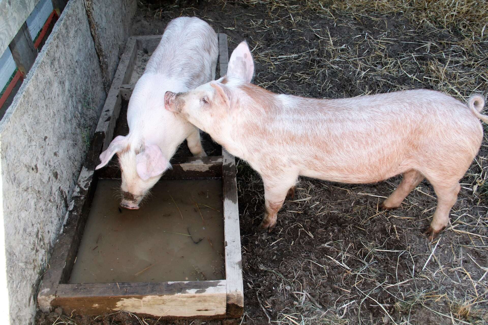 Tekla och Tur, de två grisarna på Tollebol, fick sina namn med hjälp av besökarna. 