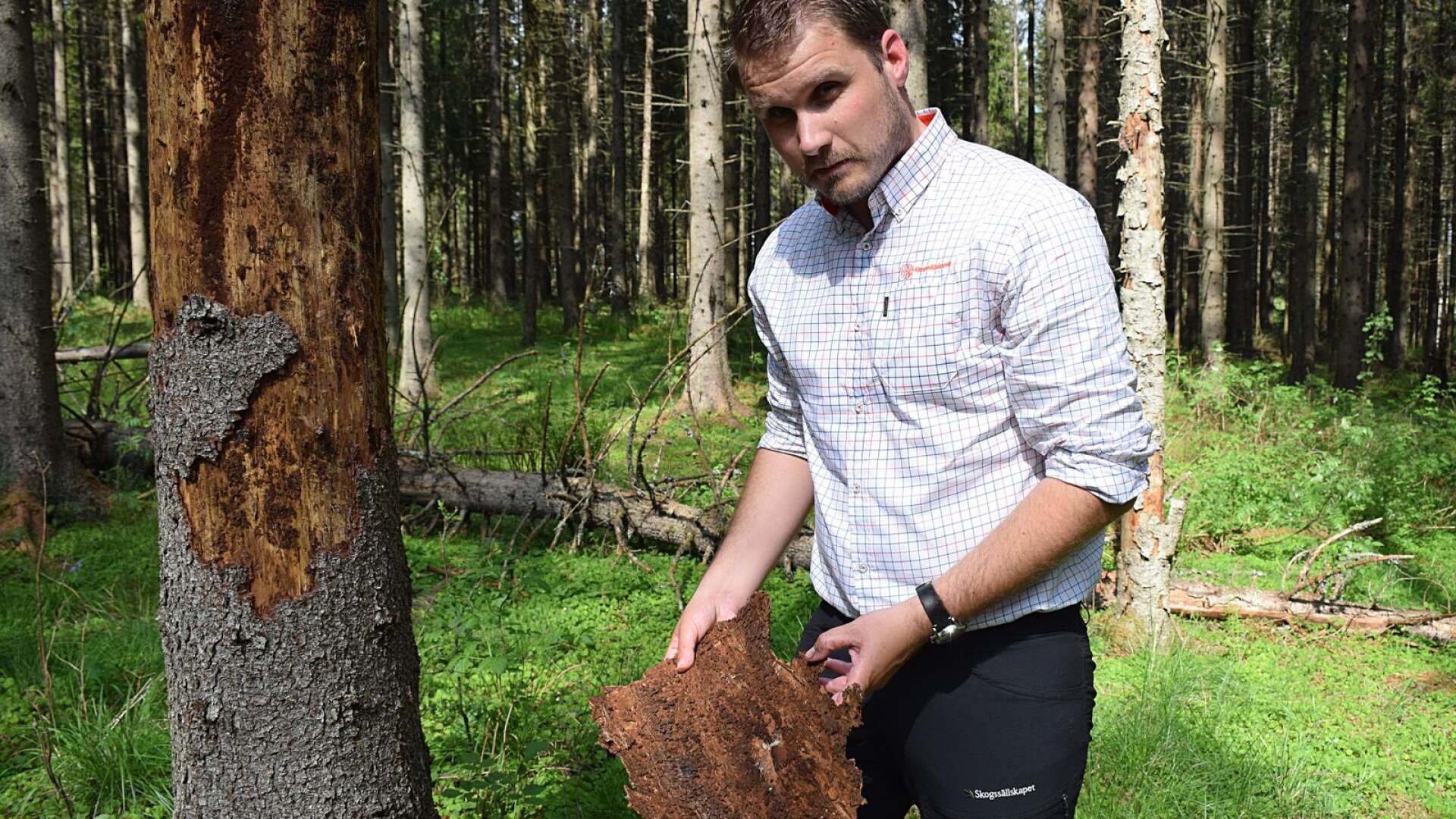 Fredrik Johansson, Skogssällskapet, vid en gran som är angripen av barkborre. 