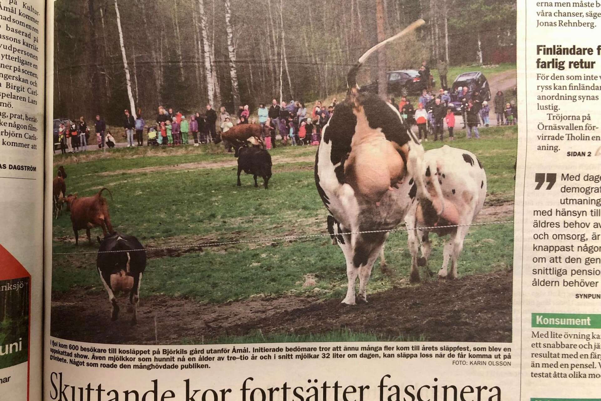 Skuttande kor är alltid en publikdragare. Här skuttade kossorna ut på vårbete för tio år sedan vid Björkils gård.
