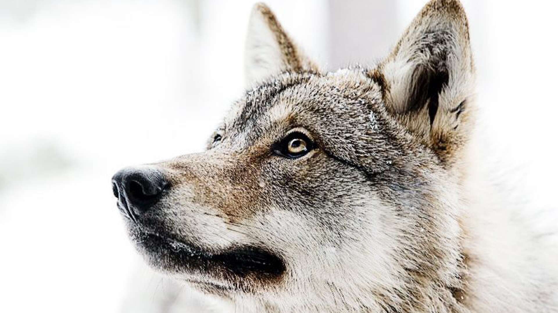 Föryngringar av vargstammen ska hållas på en miniminivå av 7,5 vargar i Värmland, enligt ett förslag från länsstyrelserna i mellersta förvaltningsområdet.