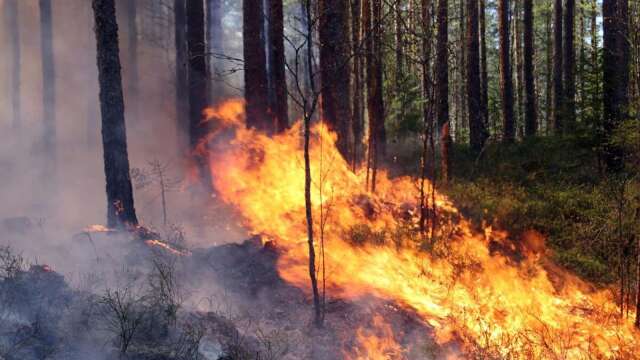 Satelliter kan direktlarma SOS Alarm när de upptäcker skogsbränder.