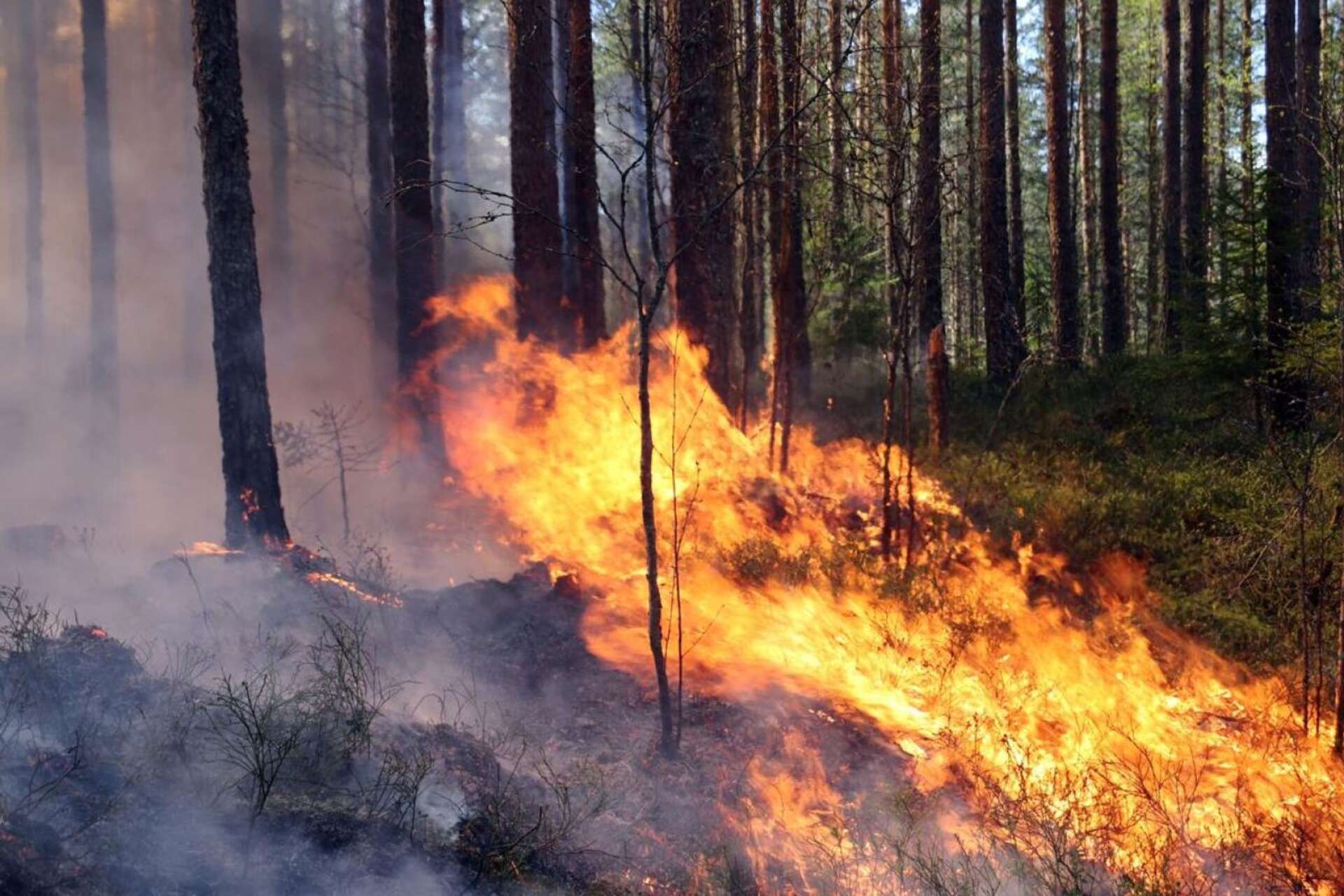 Risken för brand i skog och mark är för närvarande hög i NWT-området.