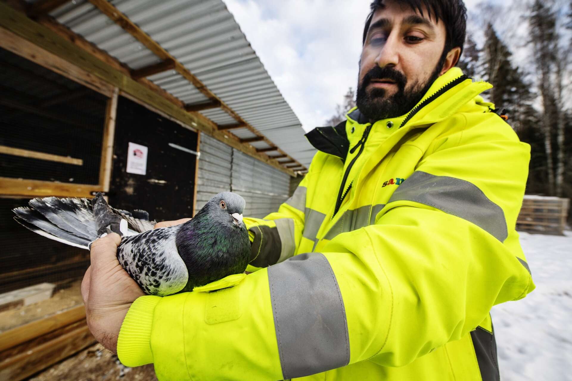 Hewa Taher Muhammed i Karlstad Duvförening har till slut fått klartecken för duvslagen på Färjestad.