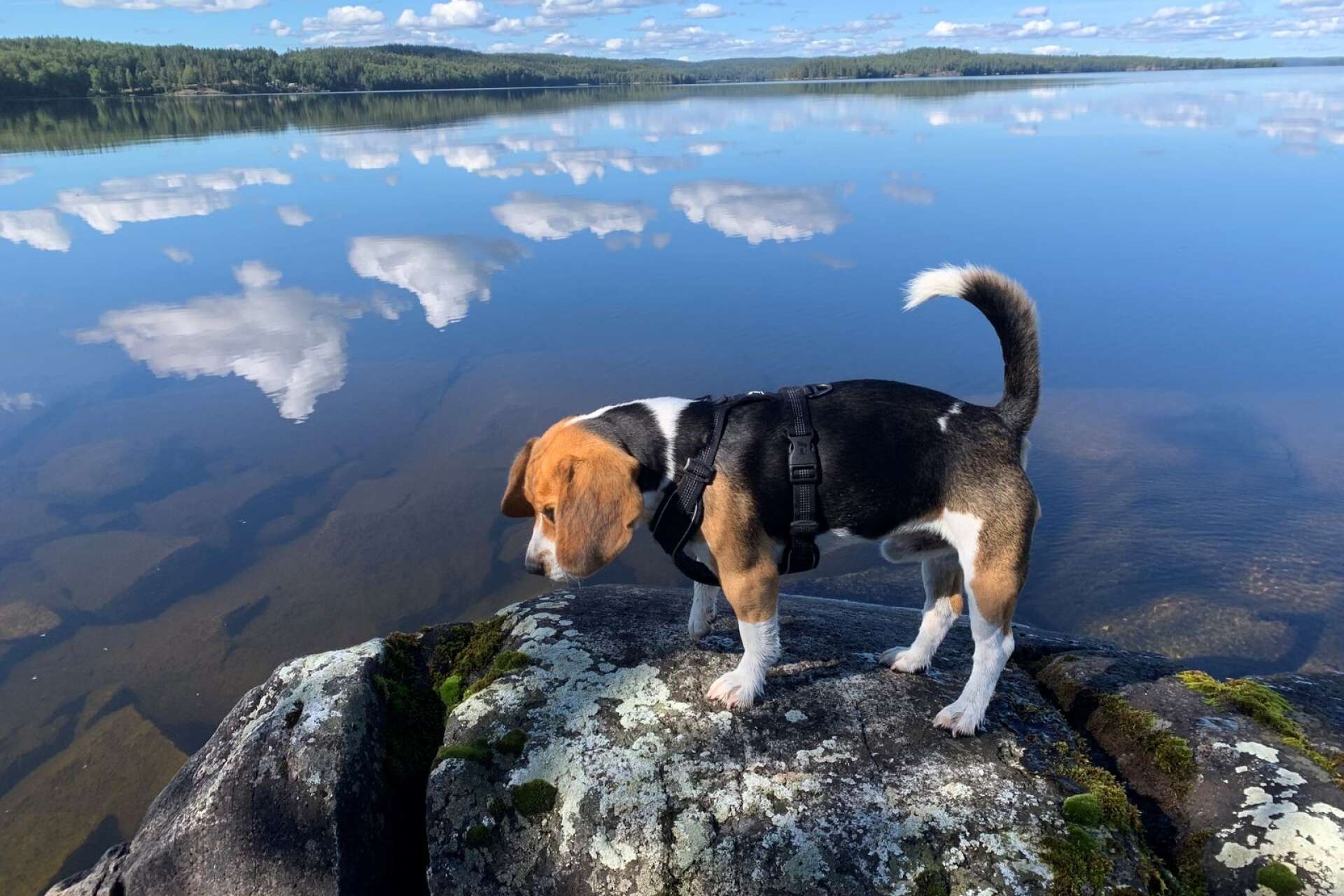 ”Beaglen Rufus vid Lelång i Torrskog.”