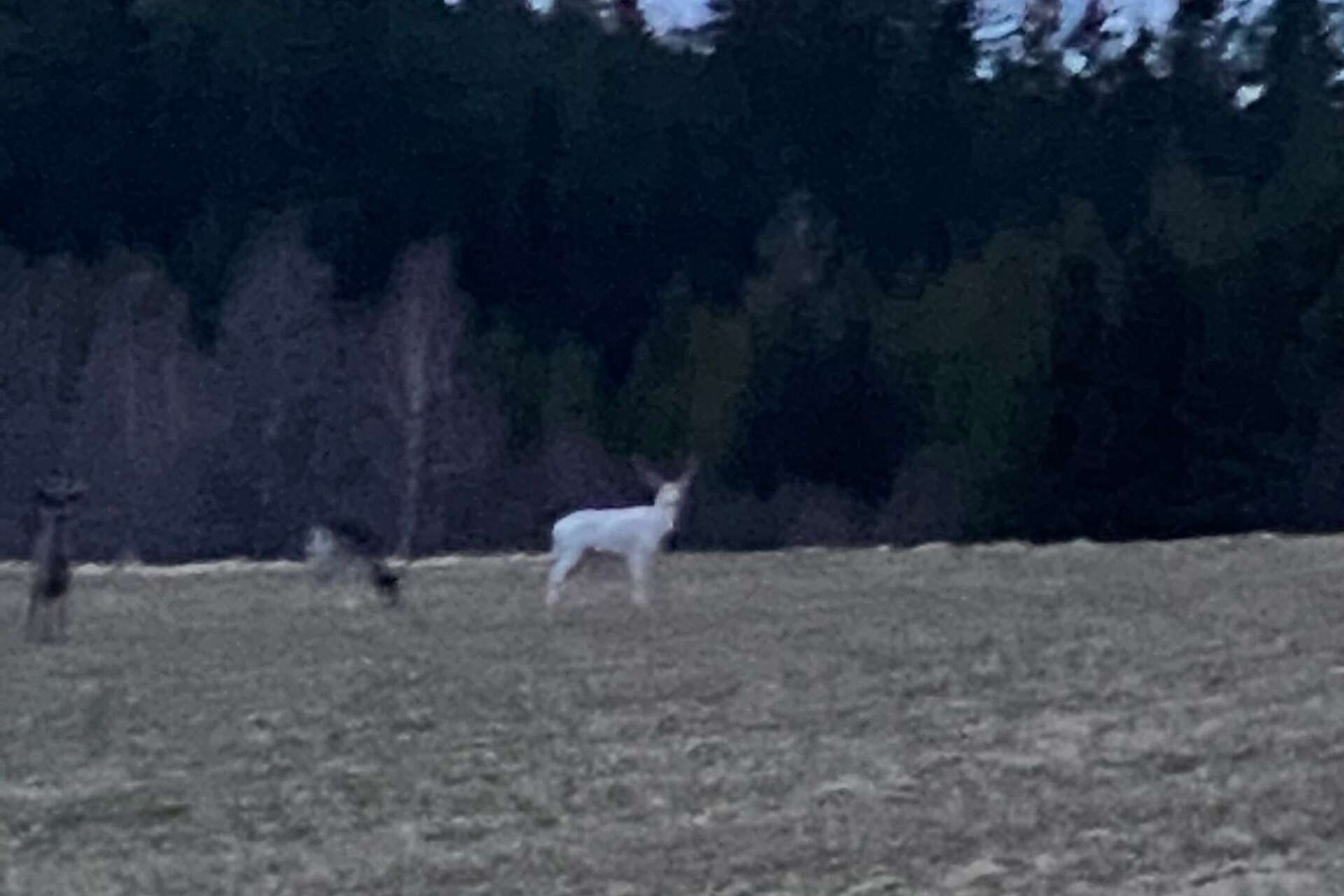 Den vita dovhjorten visade sig vid 21-tiden på torsdagskvällen längs väg 166 mellan Bäckefors och Ed.