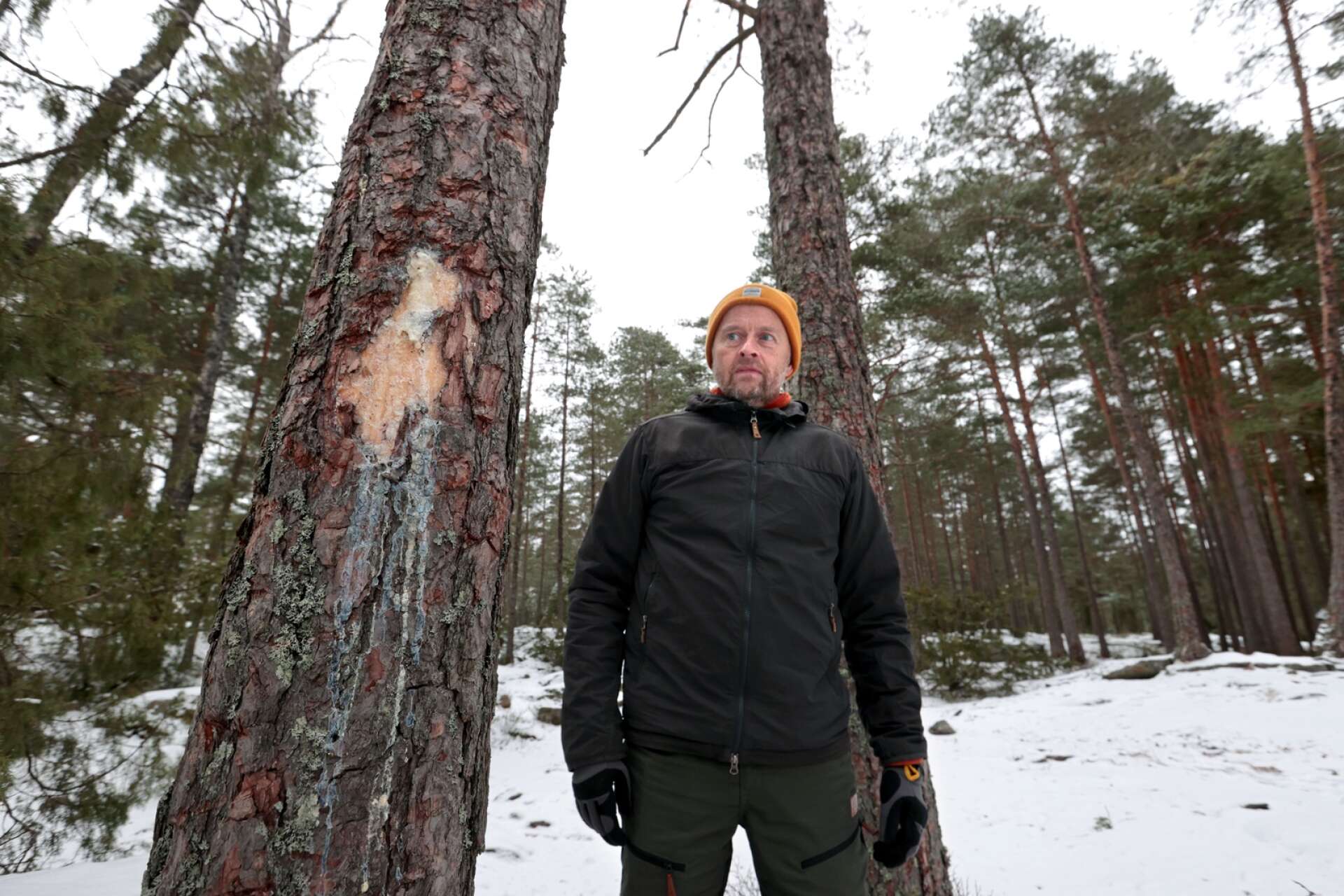 Kommunpolitikern Peter Sörensen (KPL) vill att kommunen agerar för att skydda skogen vid discgolfbanan på Skutberget. Många träd är skadade.