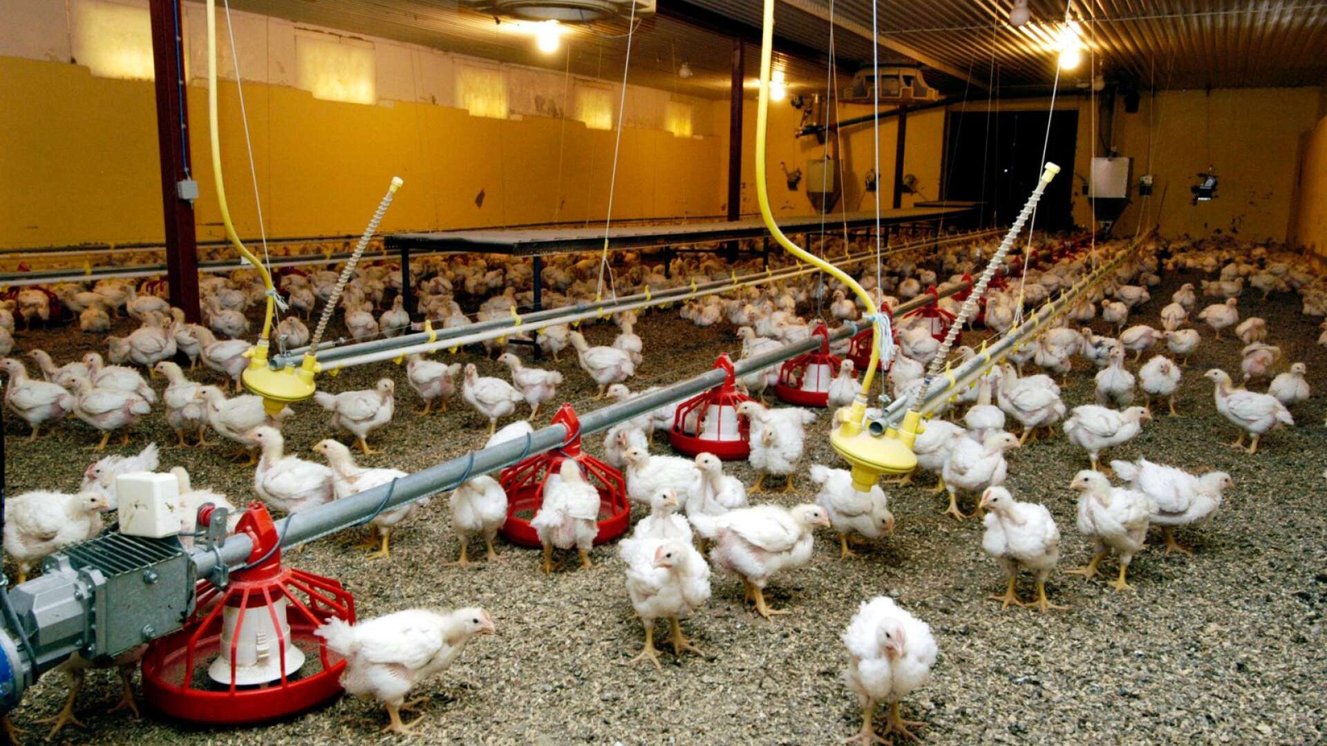 De argument som lyfts fram för kycklingens klimatförträfflighet har ofta varit på gränsen till bedrägligt utformade halvsanningar, skriver Per-Ola Olsson.