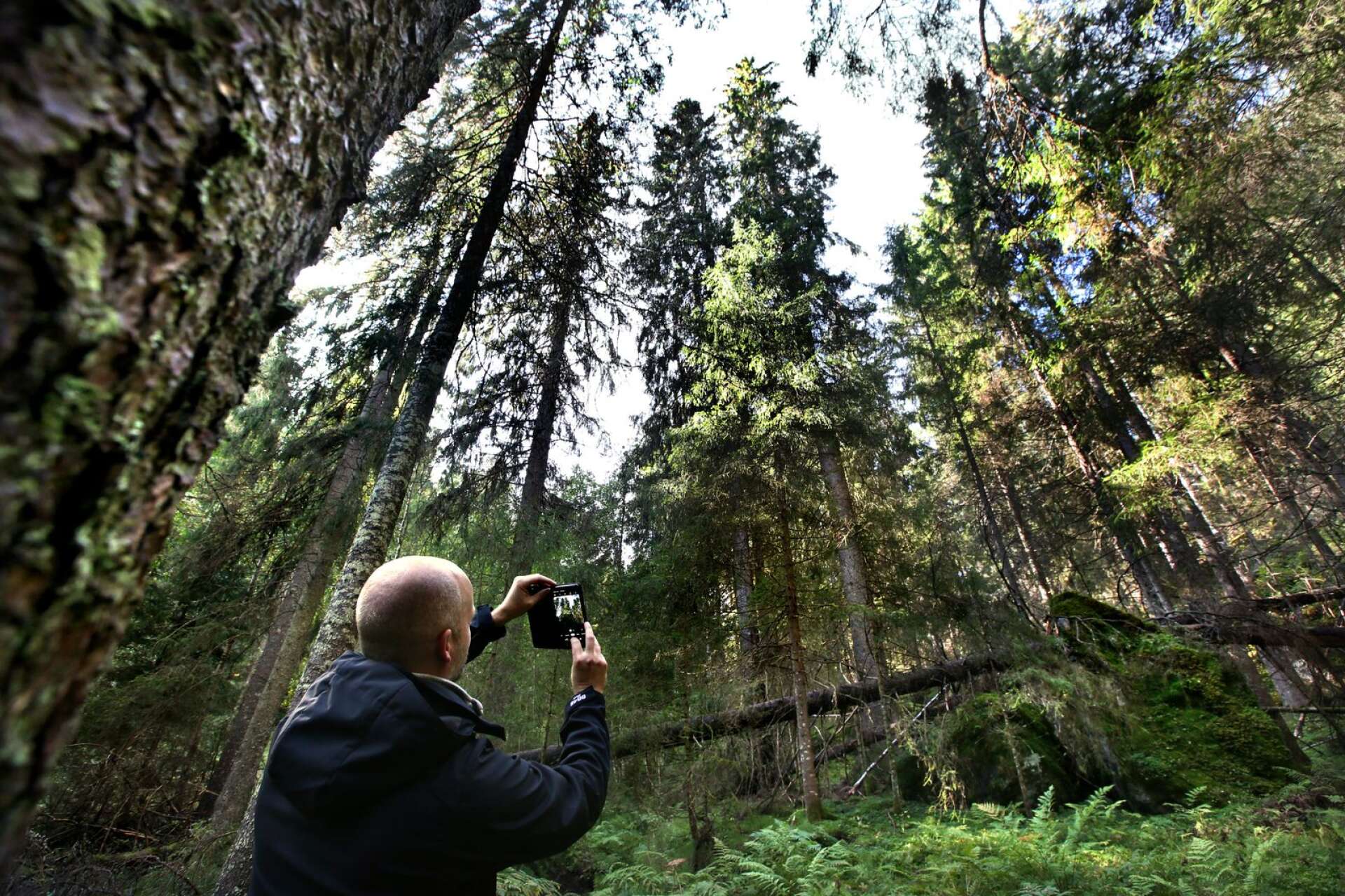 Fredrik Reuter i naturreservatet där Sveriges högsta träd, Mölnbacka-granen 49,8 meter hög, finns tillsammans med en stor grupp nästan lika höga granar. Nu har granarna angripits av granbarkborren och efter en tid kommer de att knäckas.