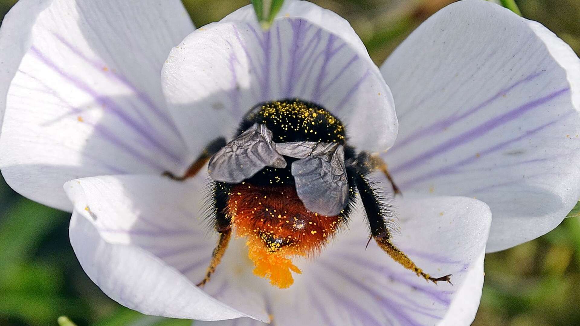 Humlehonor har så kallade pollenkorgar på benen där de samlar upp pollen.