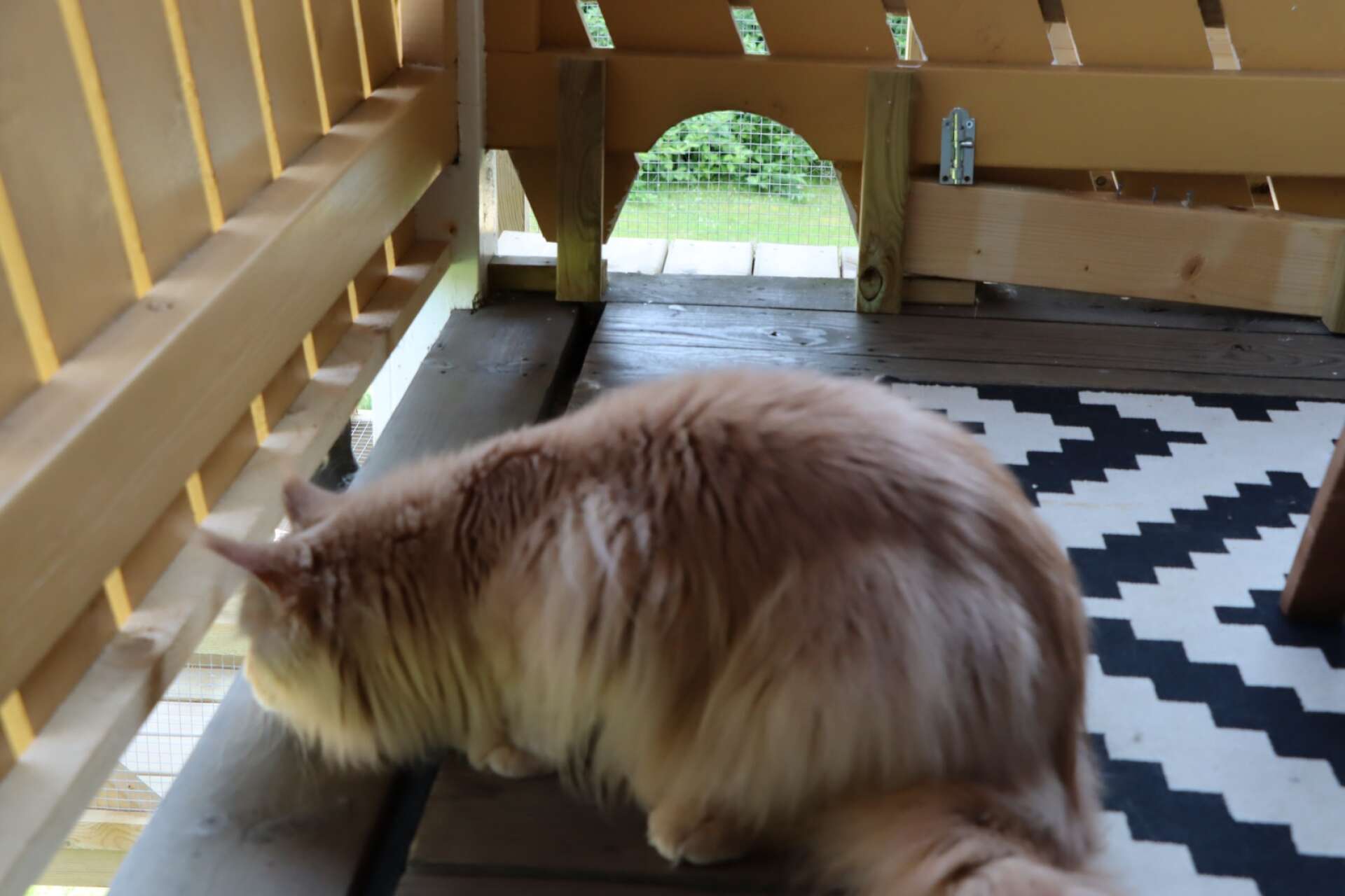 Här syns gången från balkongen till cat-walken, en bro som katterna kan gå på för att nå katt-edralen. 