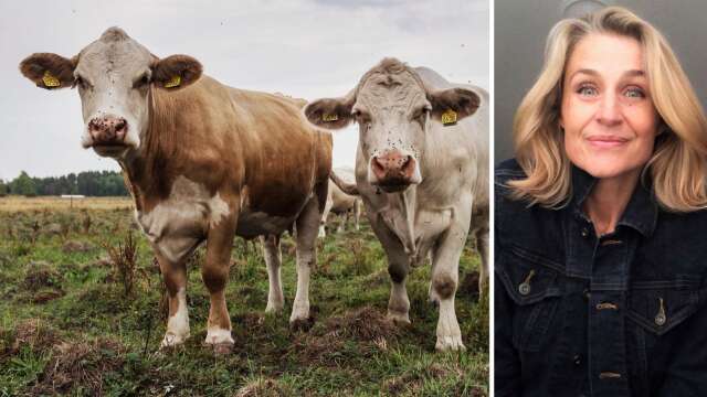 TV4:s långkörare ”Bonde söker fru” letar efter värmländska bönder, berättar programmets exekutiva producent Clara Tengbom.