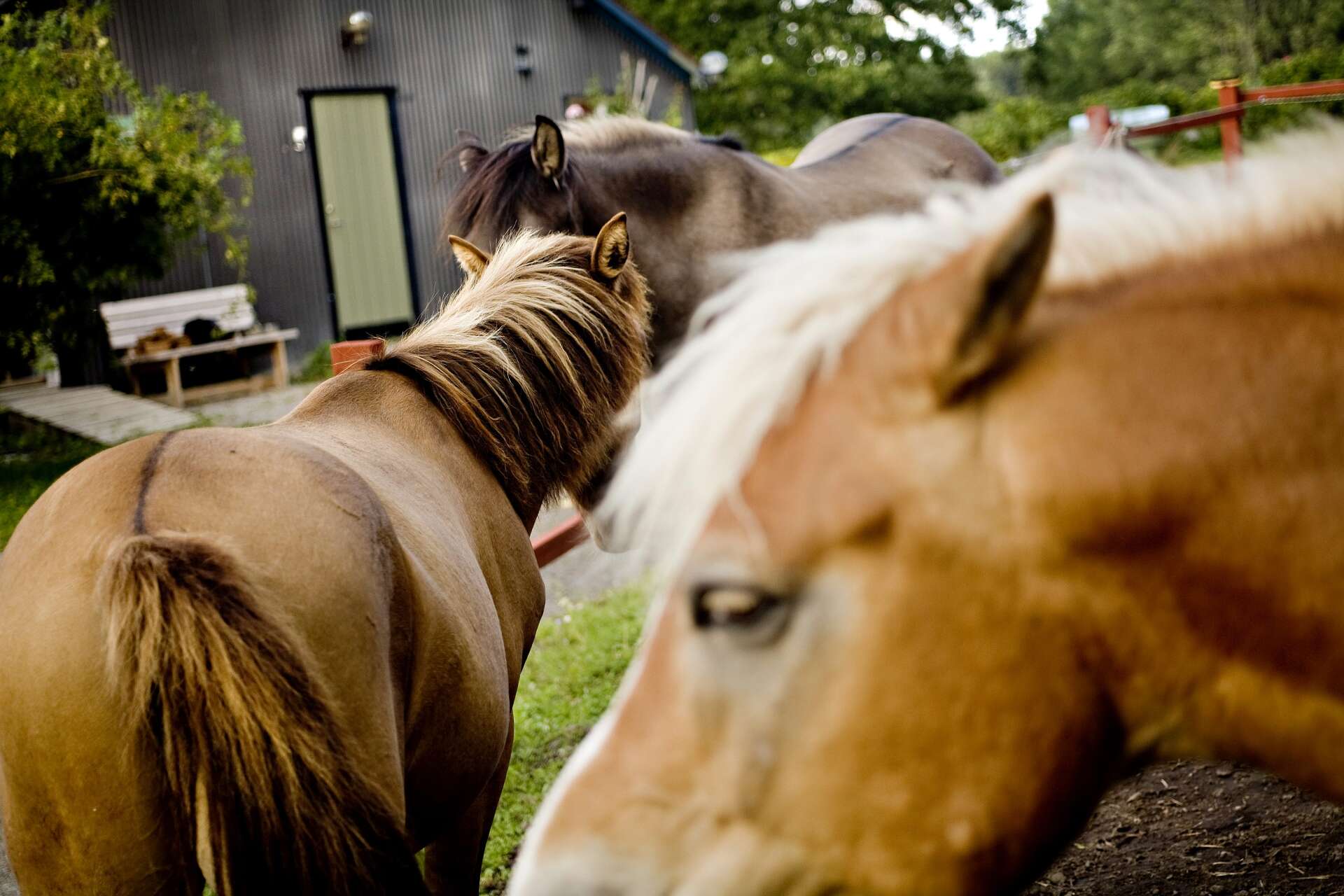 Det har gått ett år sedan kravet på att hästar ska registreras infördes. Men bara en tredjedel finns i registret, enligt Jordbruksverket.