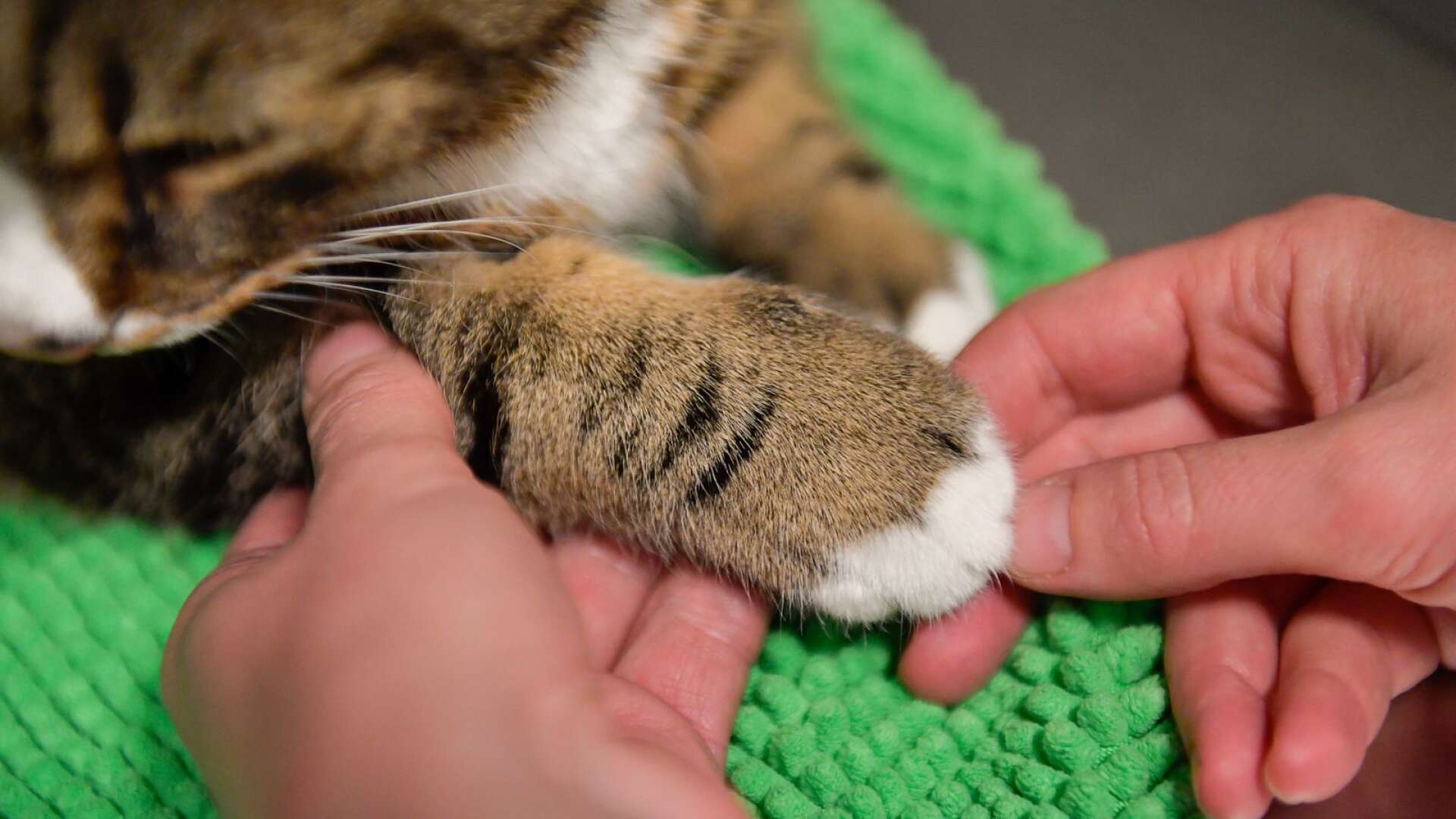 En katt som bor tillsammans med ägaren på ett boende i Karlskoga utsätts för vanvård och skulle behöva komma till veterinären enligt en anmälan till länsstyrelsen. Genrebild.