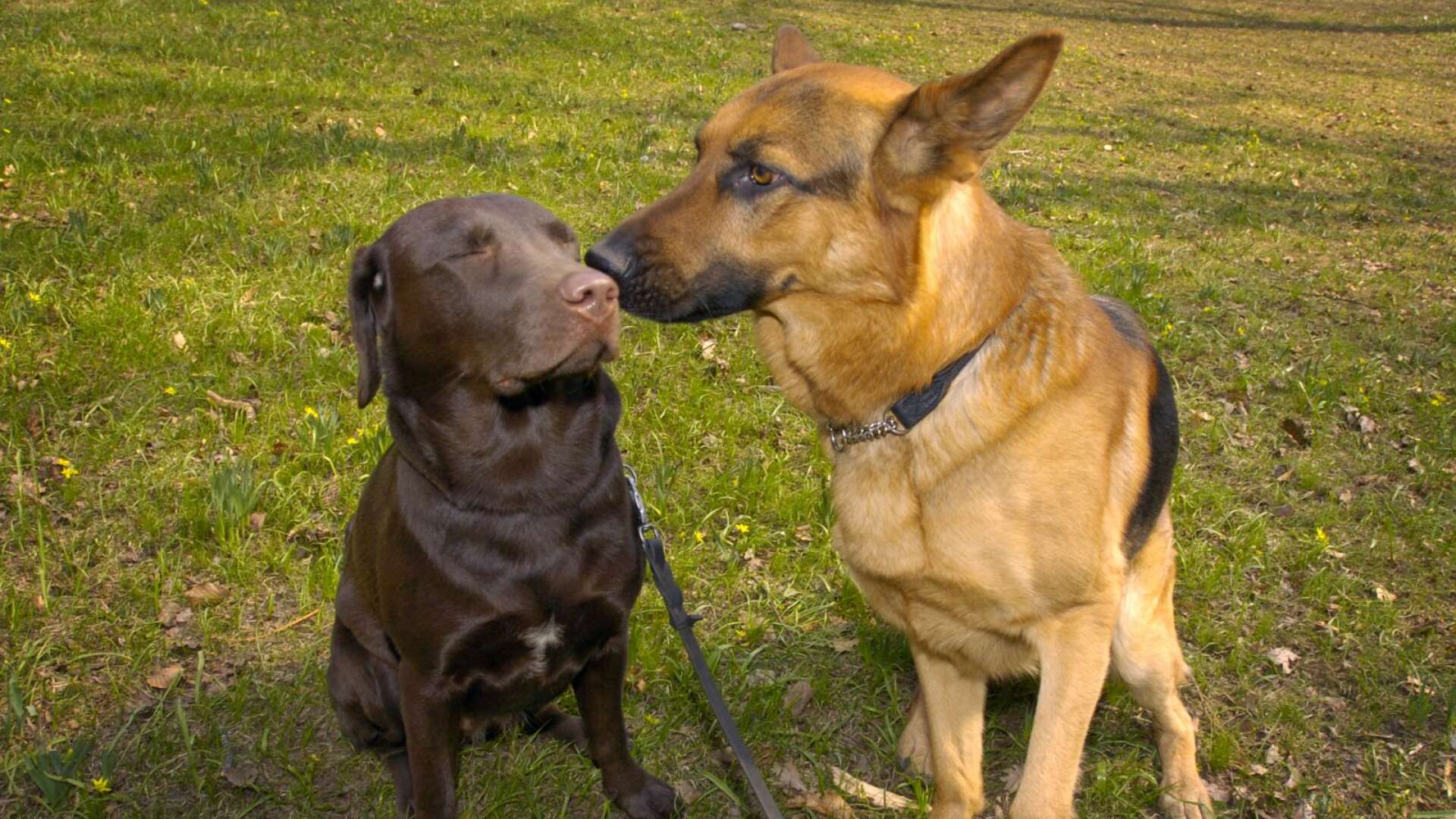 Labrador och schäfer är de populäraste hundraserna i Sverige. 
